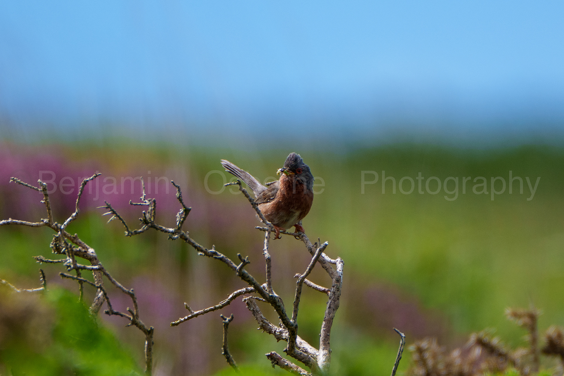 Dartford warbler 8