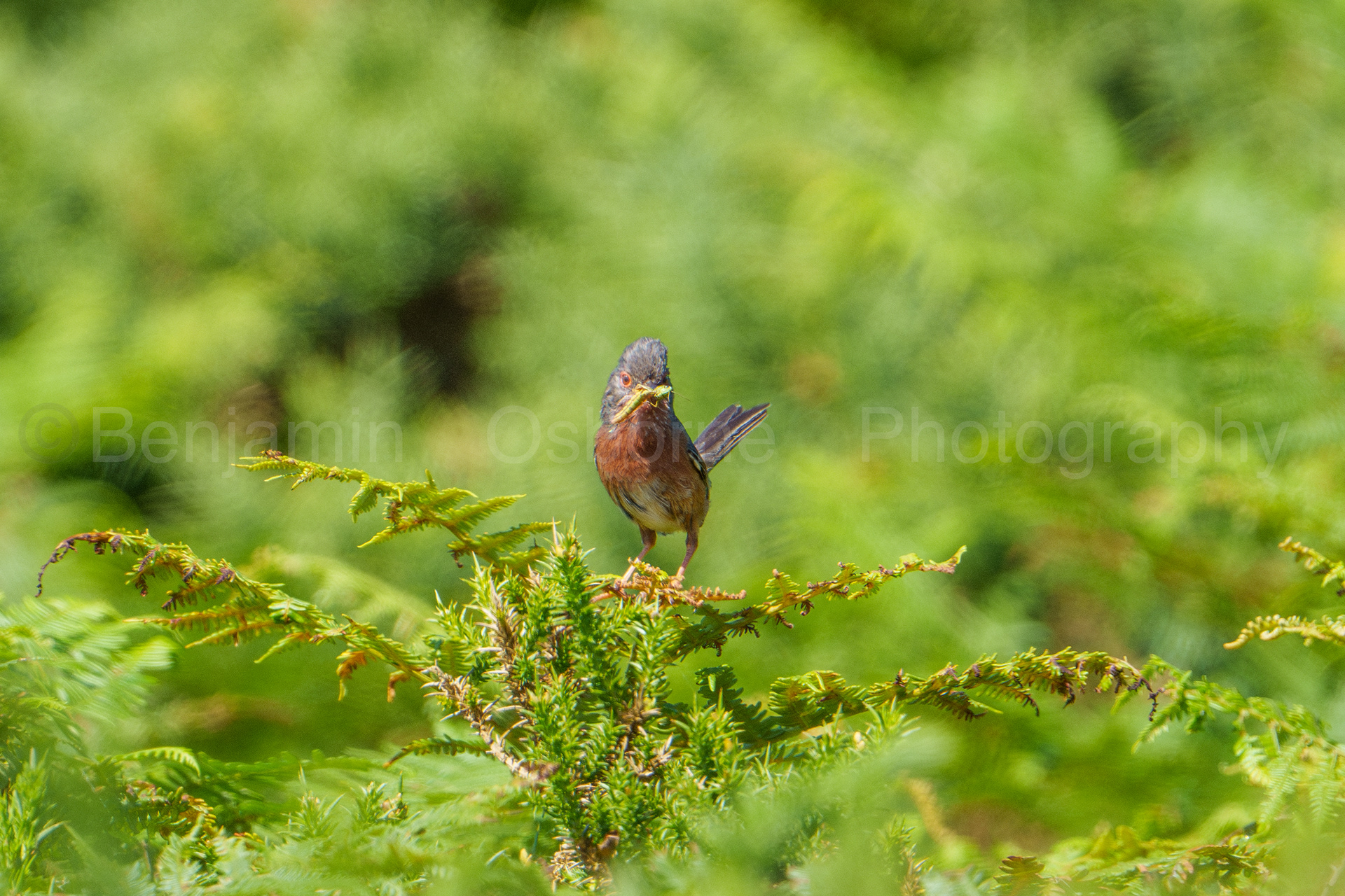 Dartford warbler 5