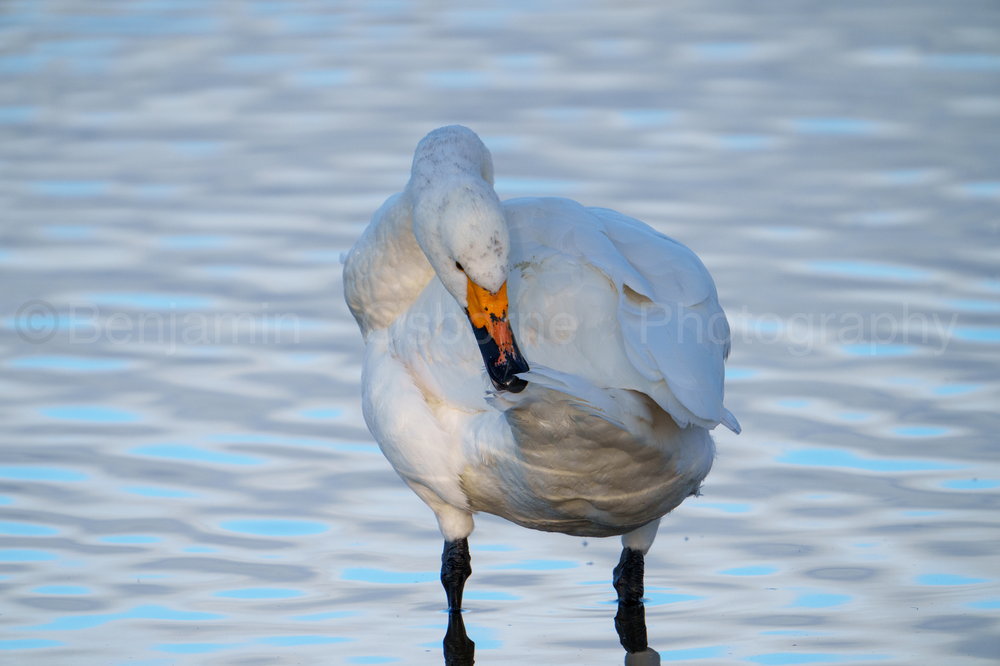 Bewick's swan