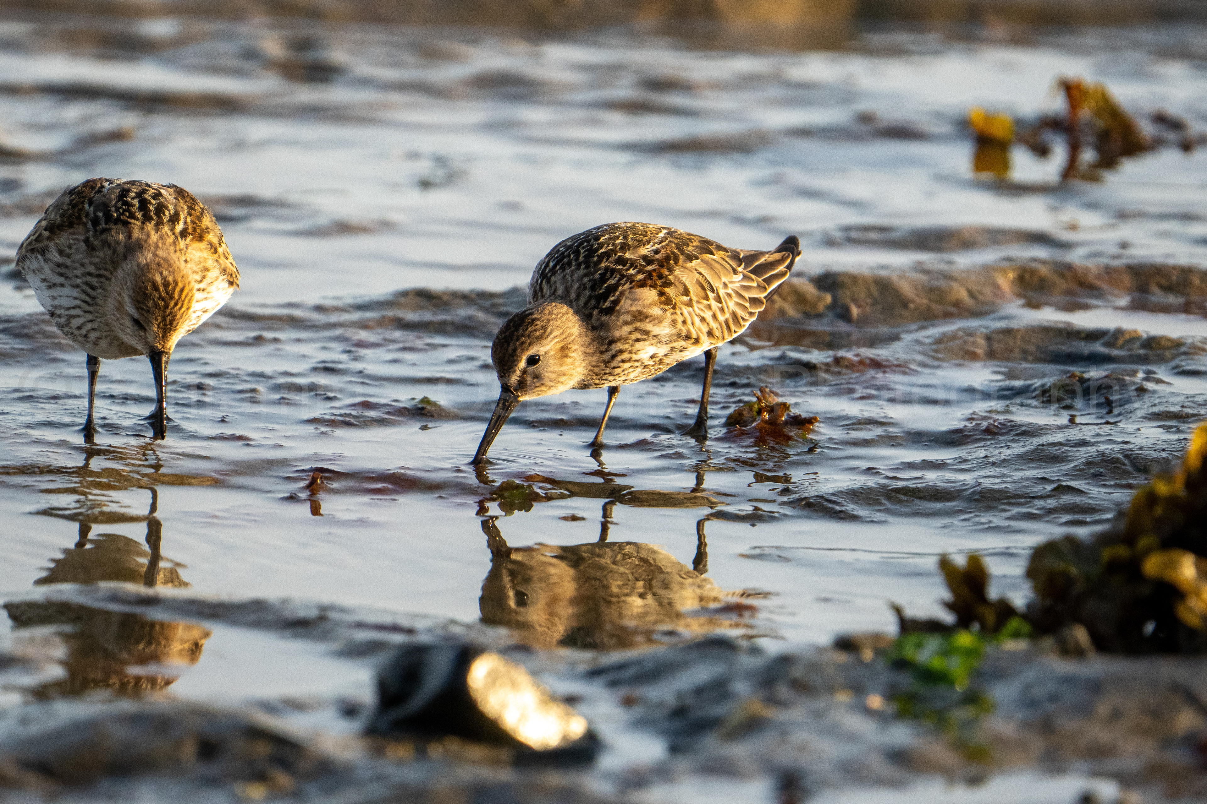 Dunlin 10