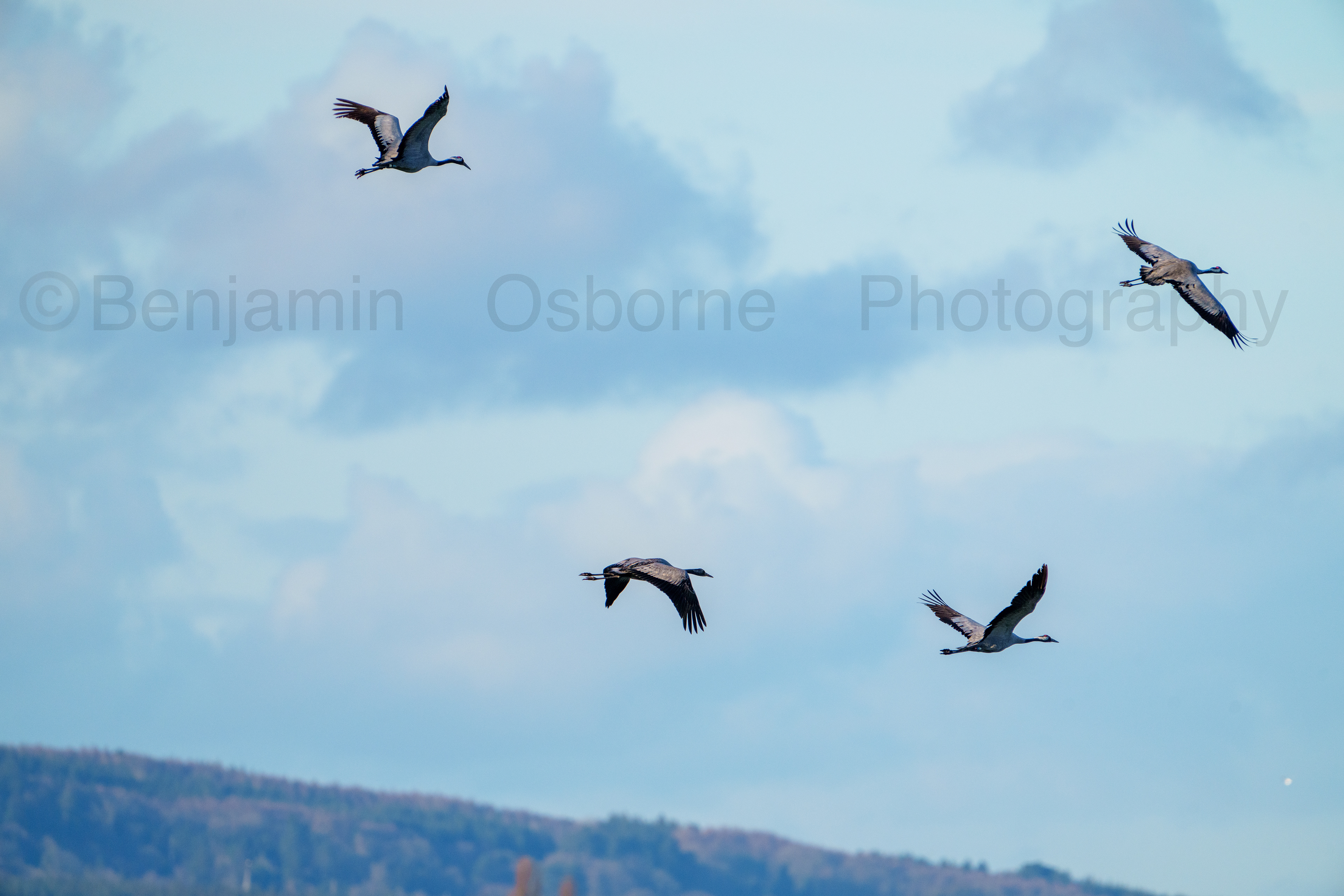 Common crane