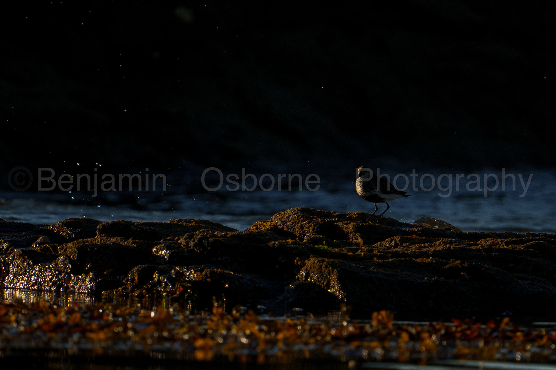 Dunlin 11