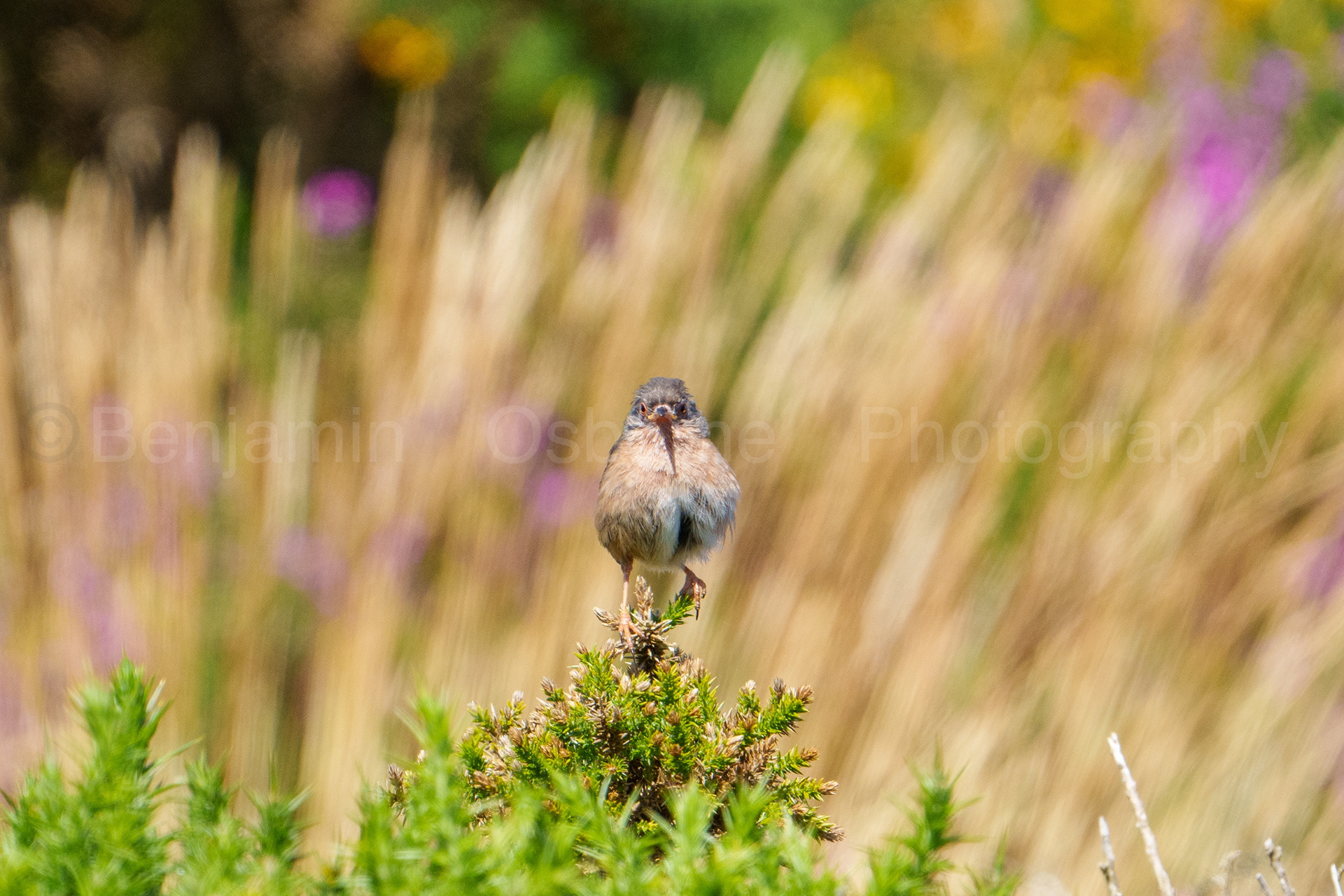 Dartford warbler 6