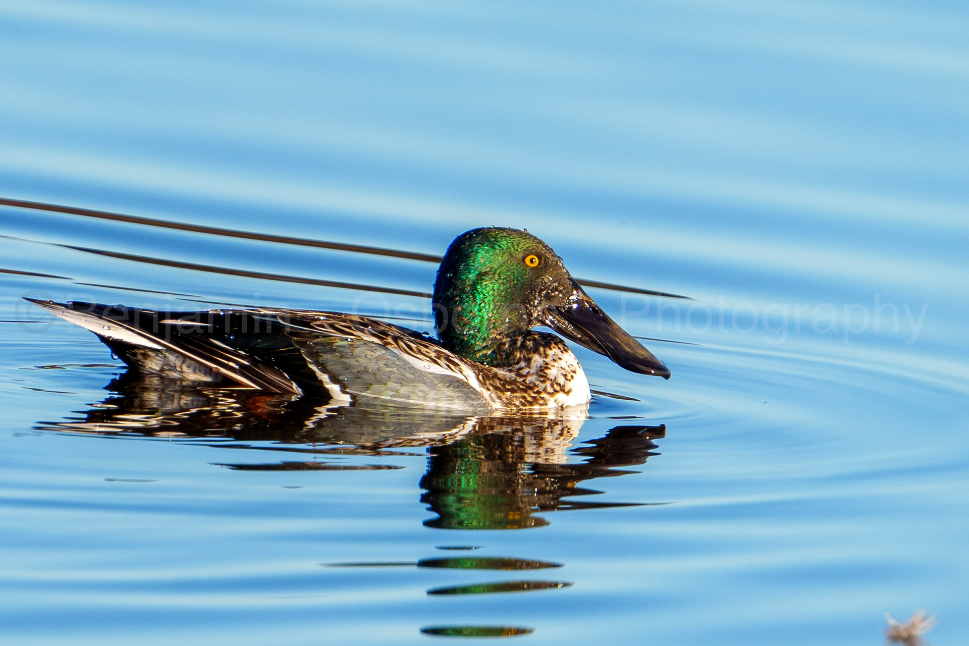 Shoveler