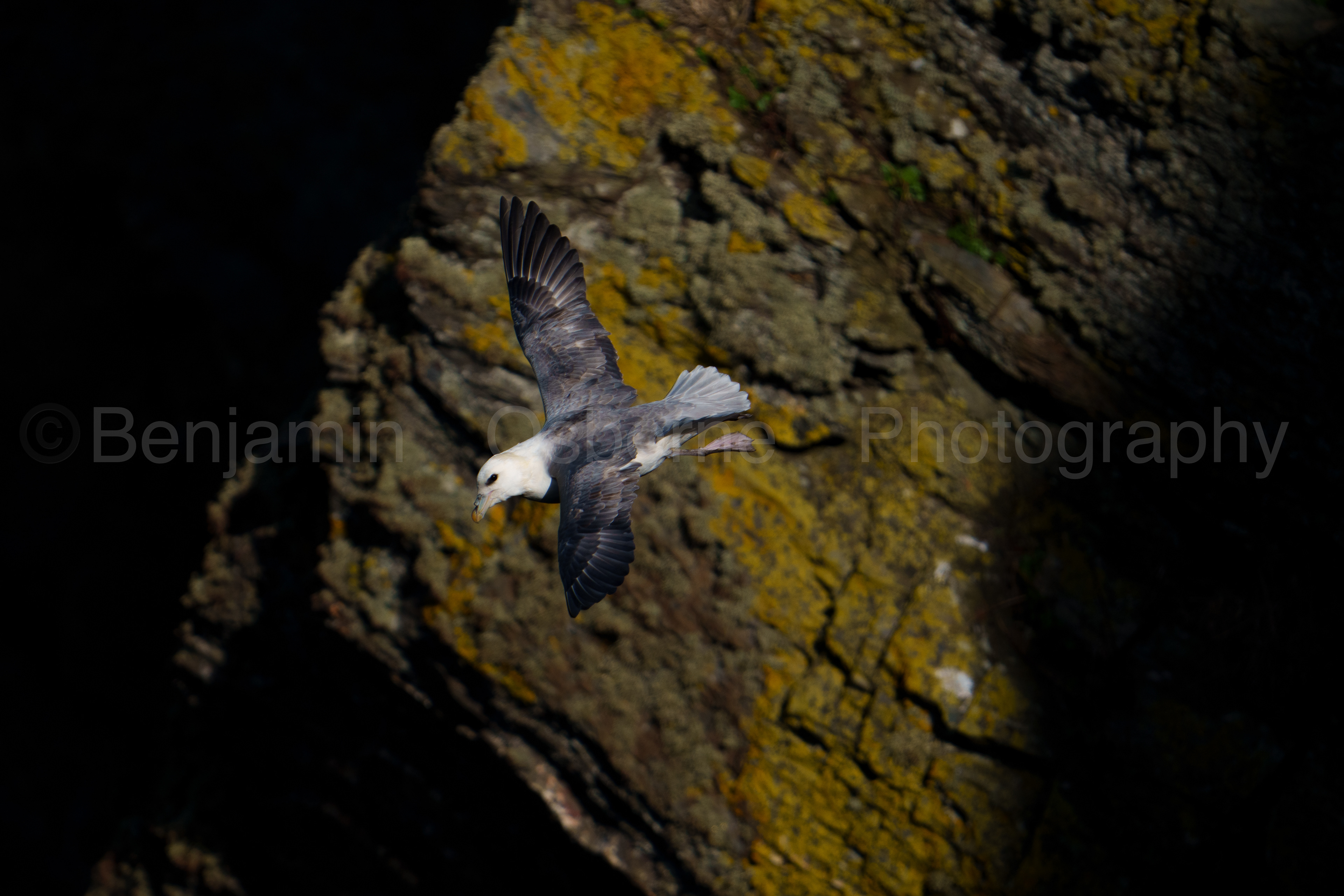 Fulmar 10