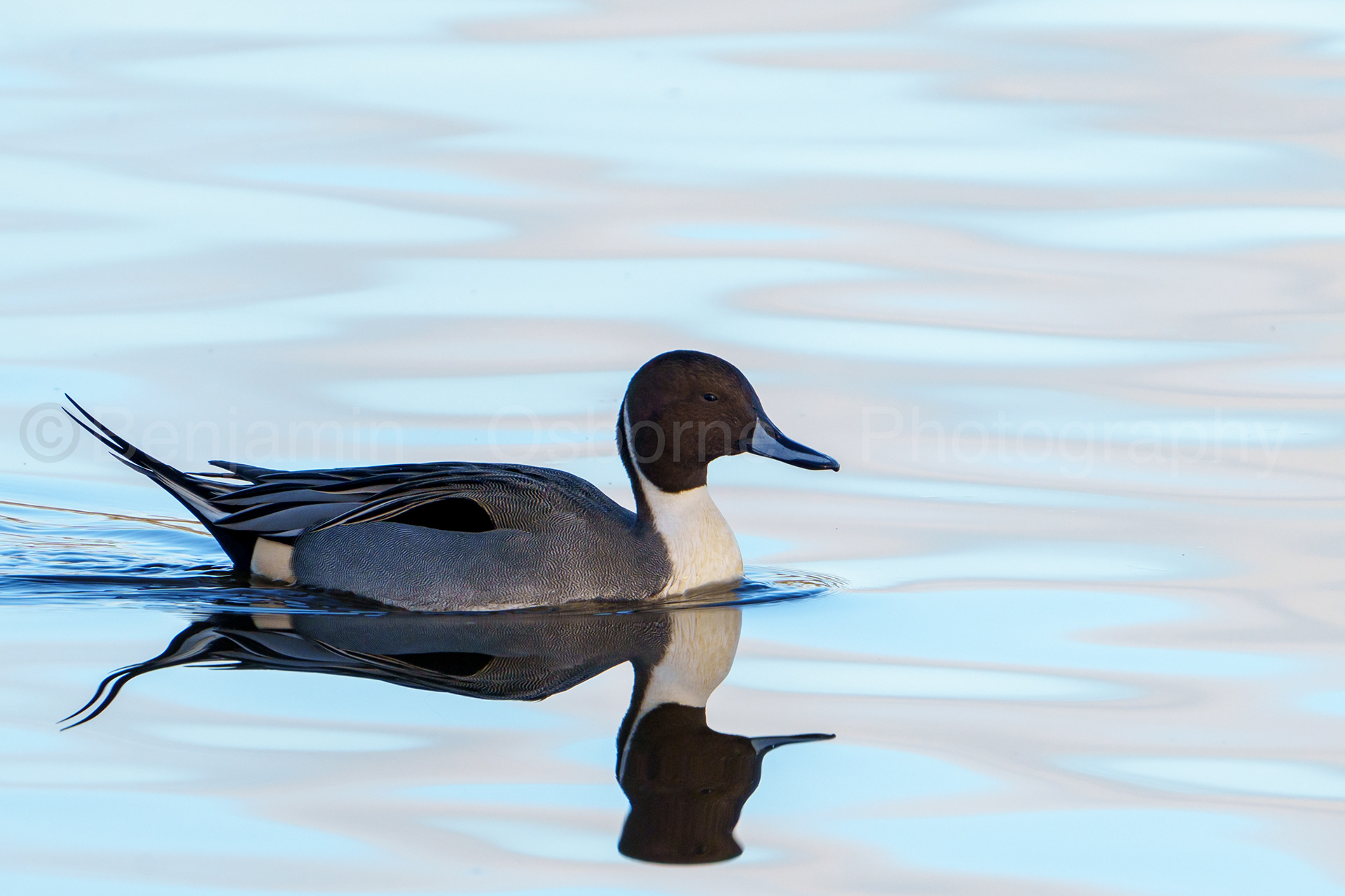 Pintail