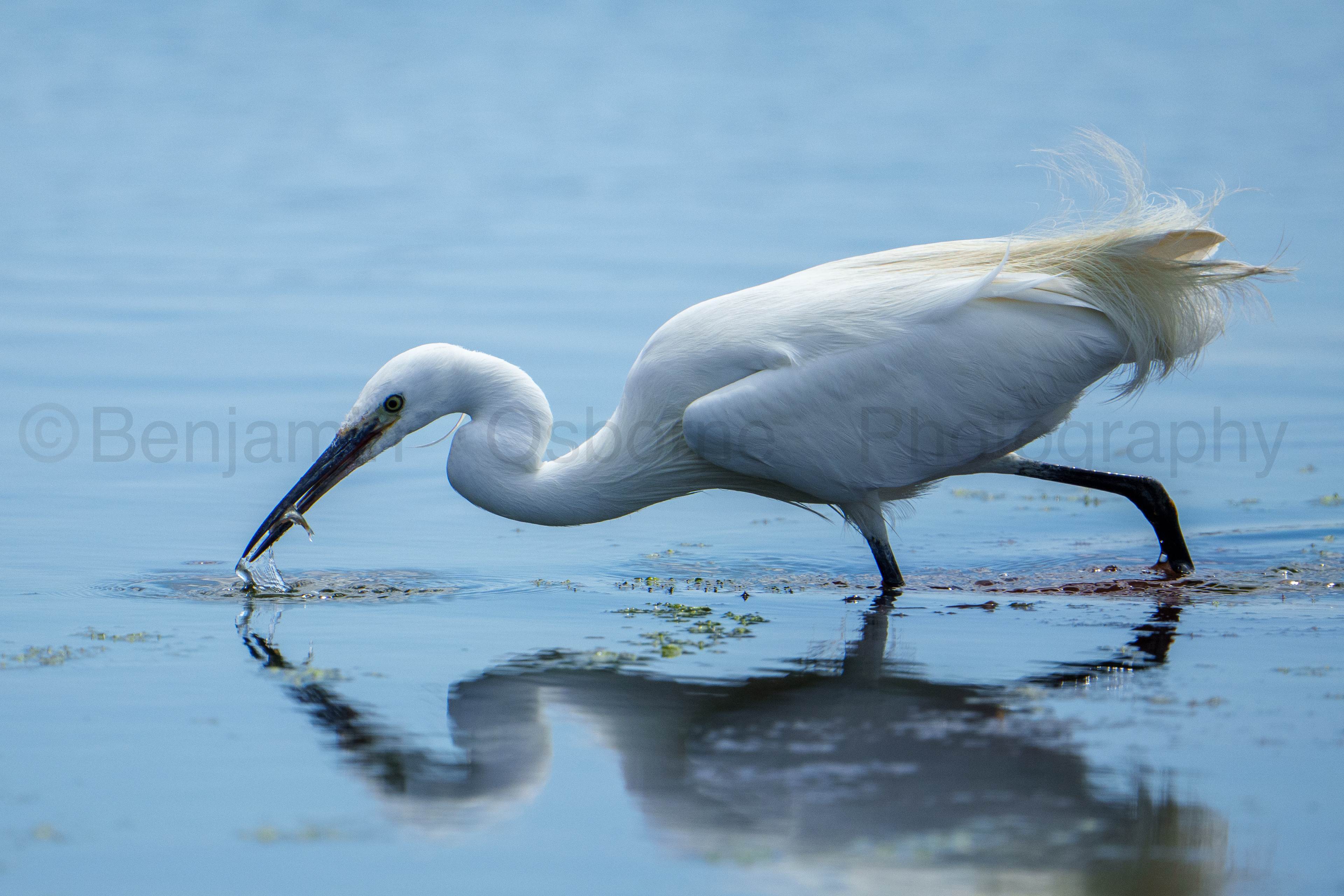Little egret 2