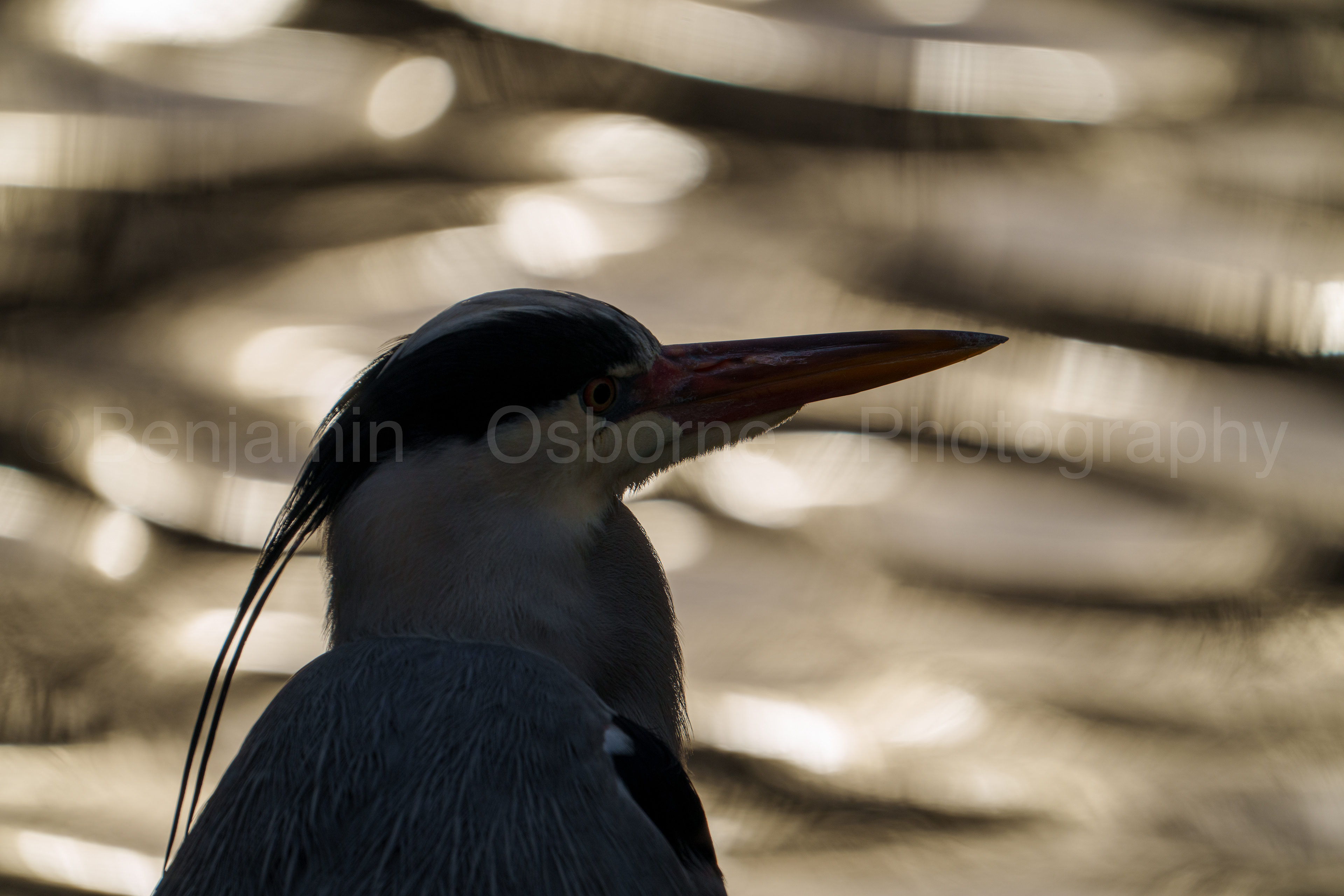 Grey heron