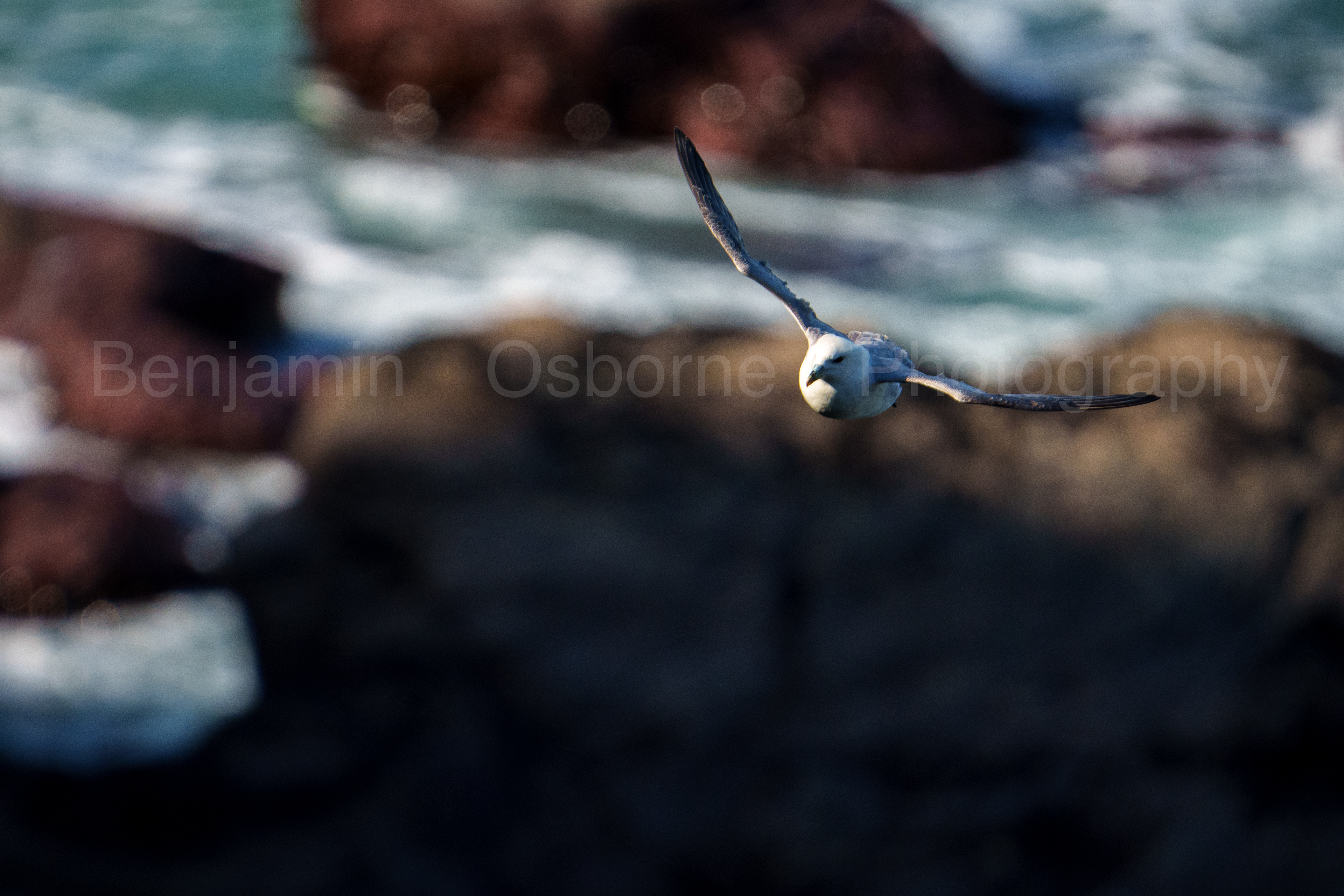 Fulmar 13