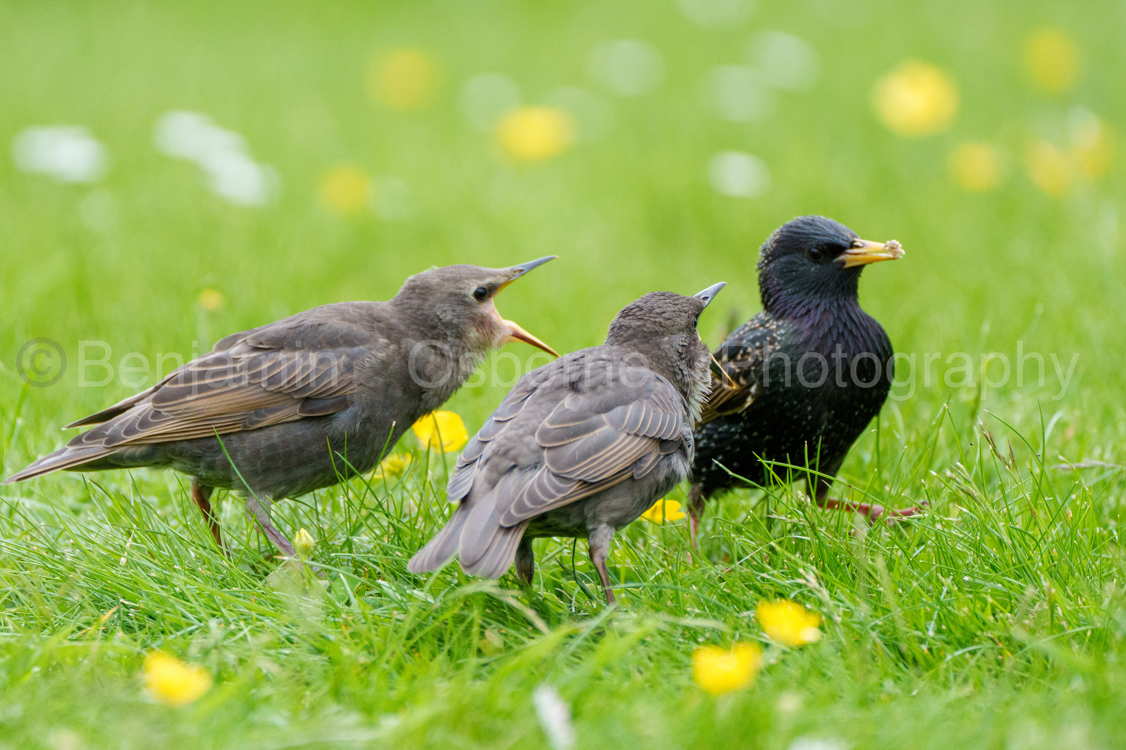 Starling