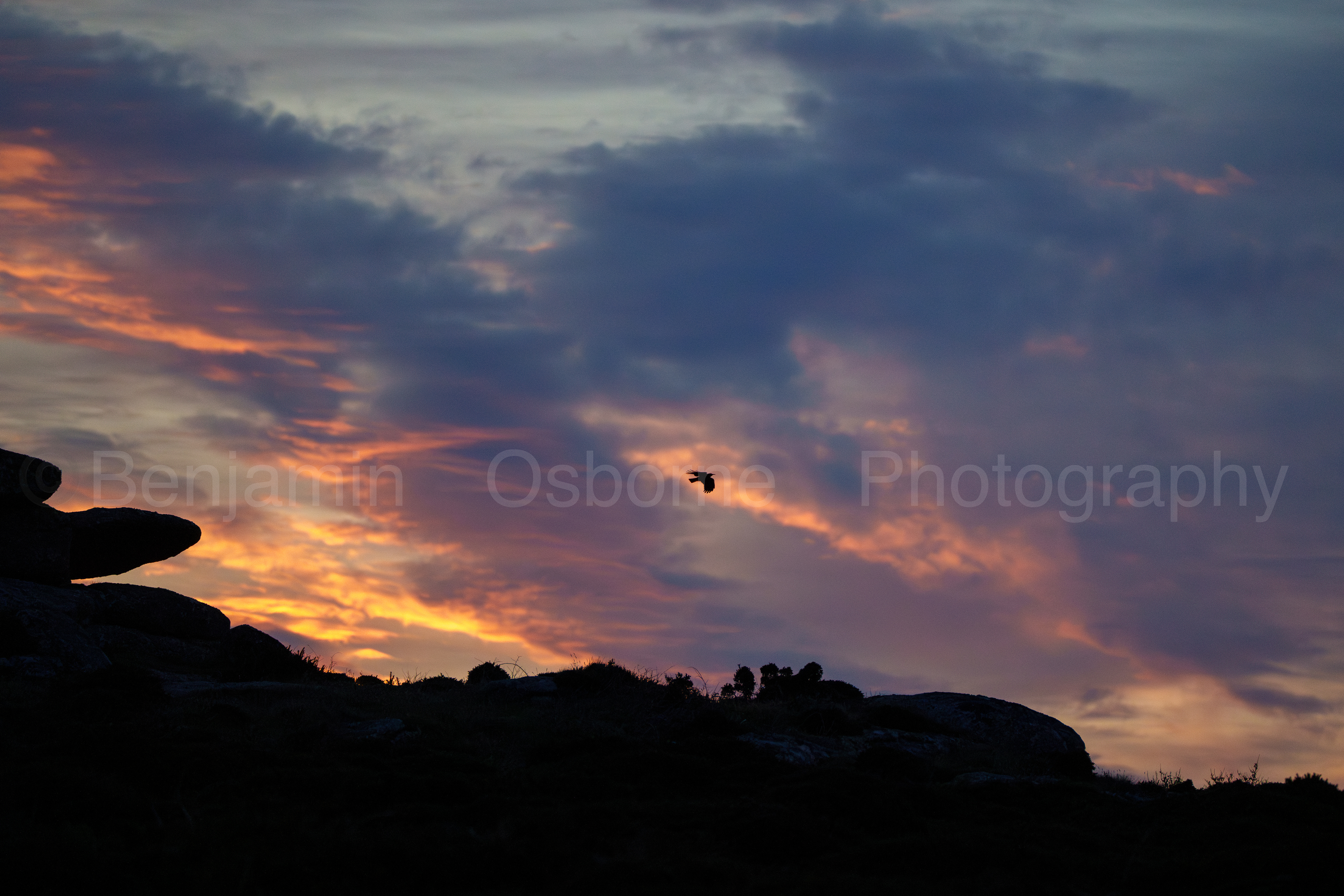 Chough 5