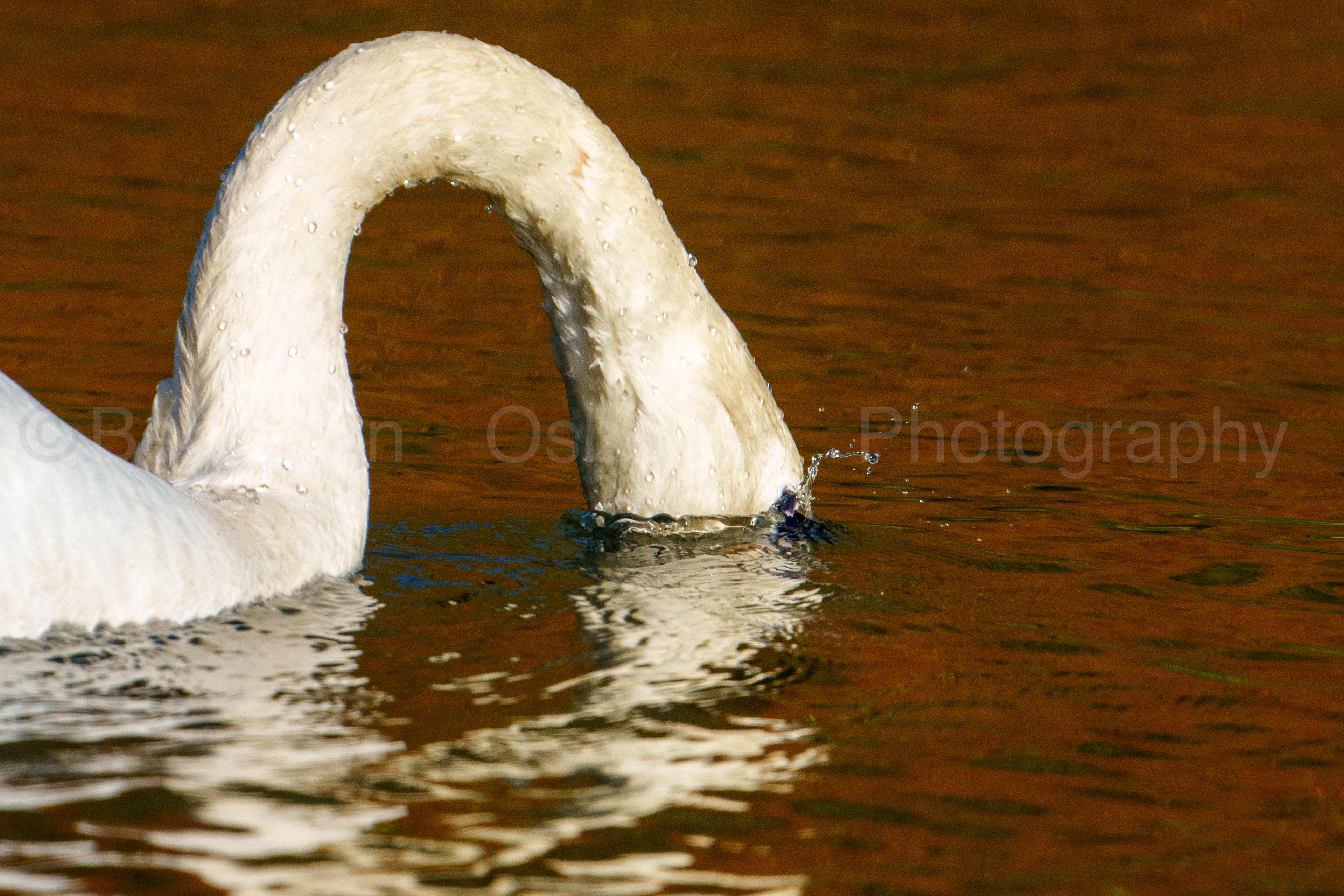 Mute swan 5