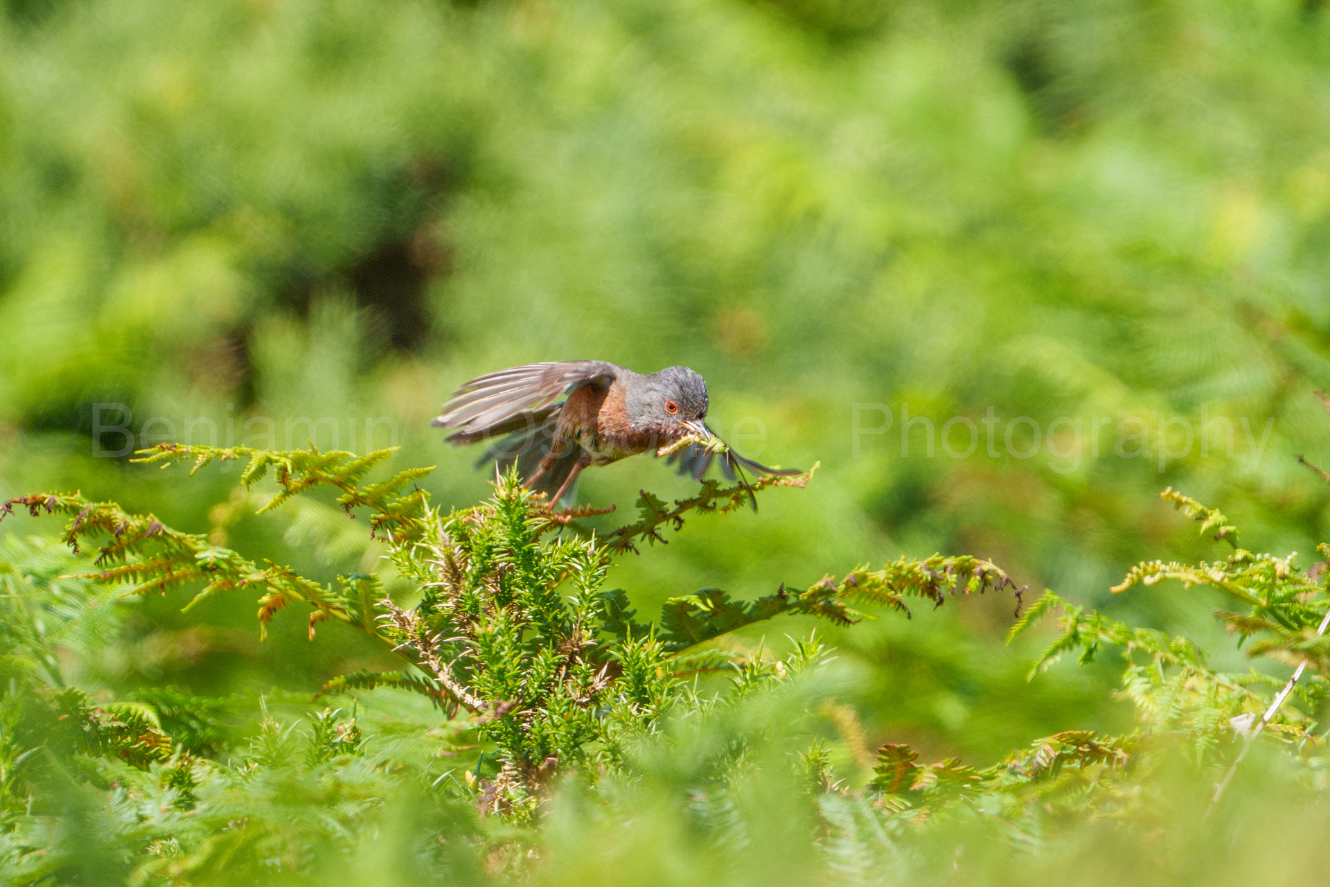 Dartford warbler 6