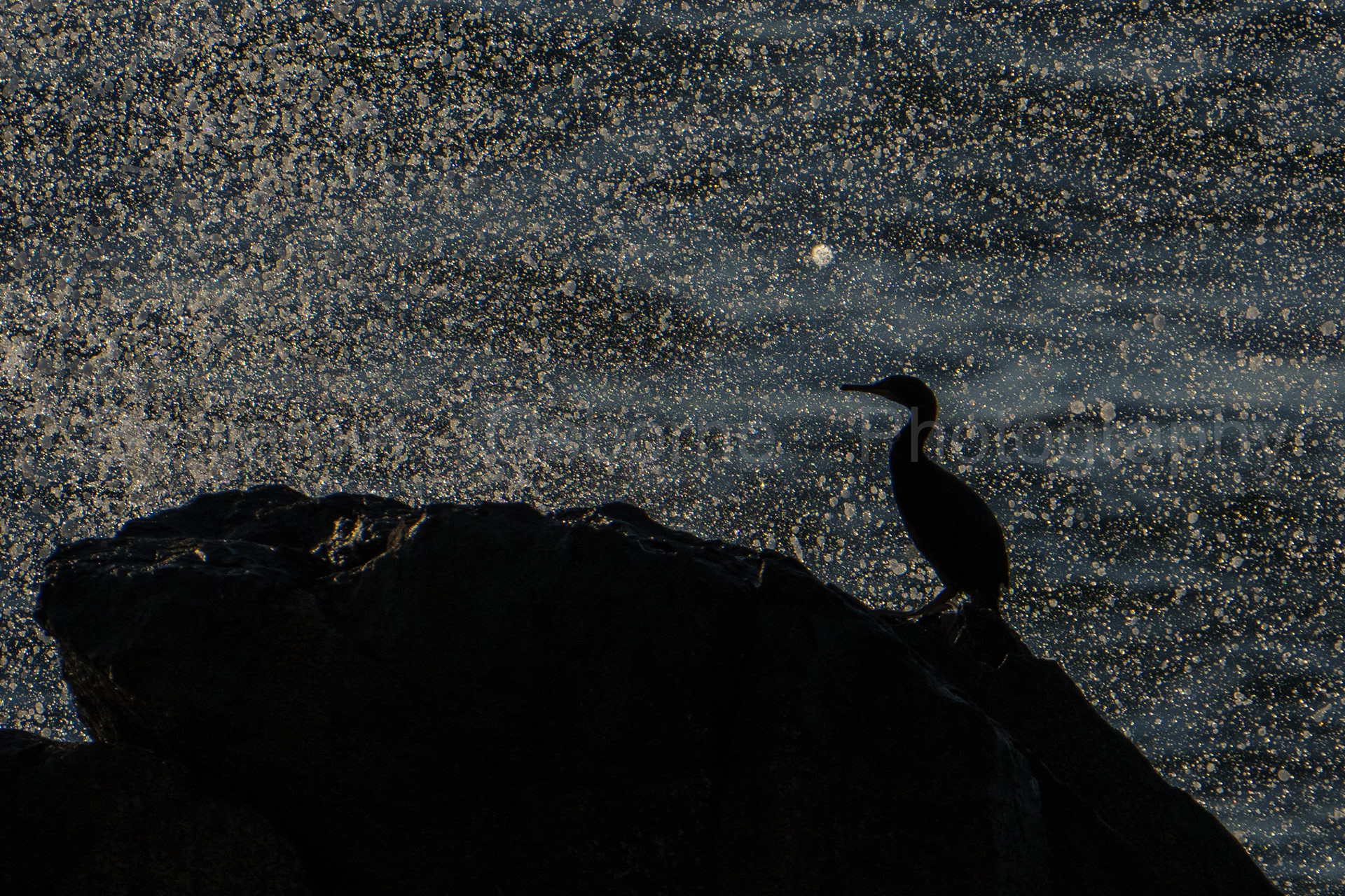 Shag
