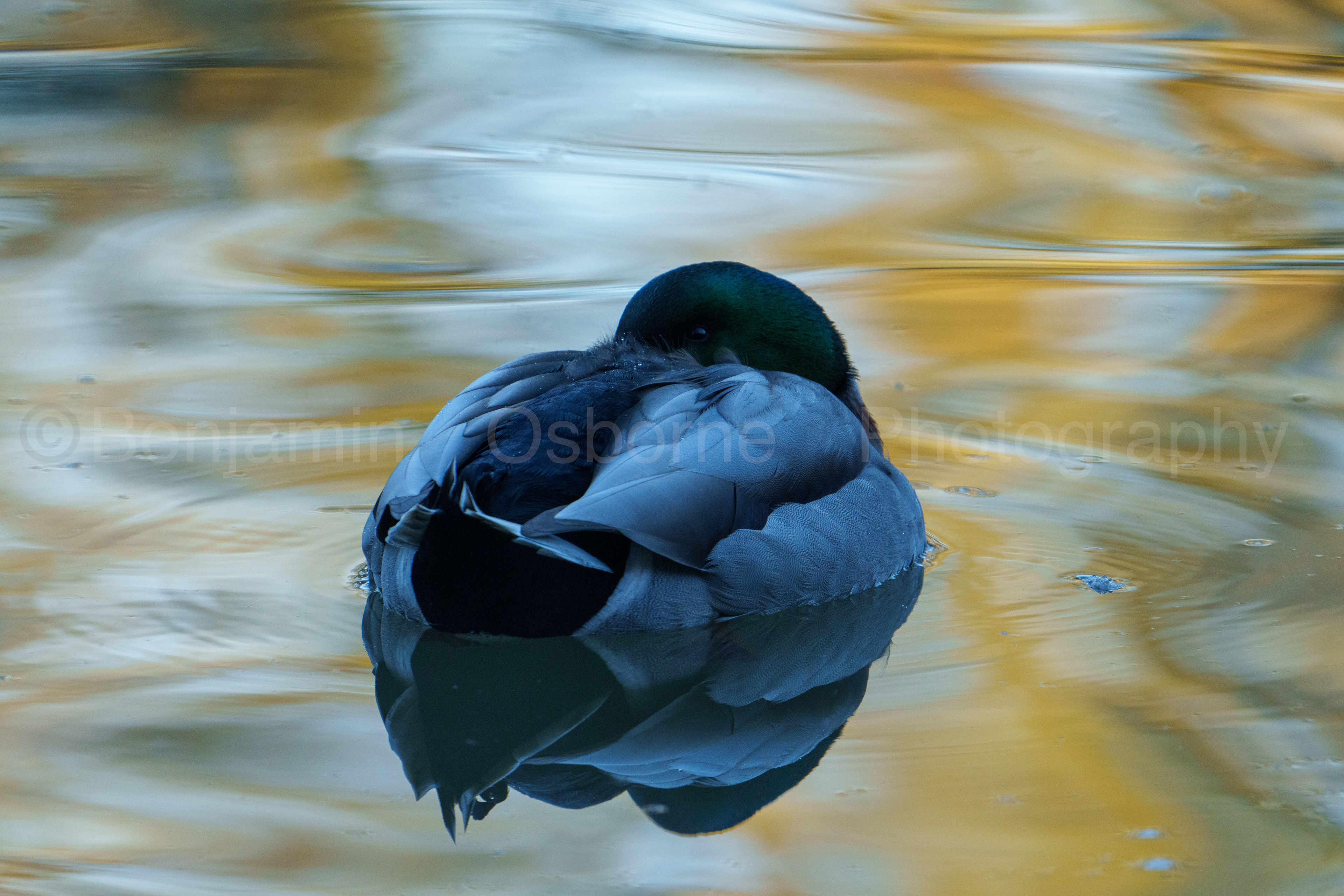 Mallard 2