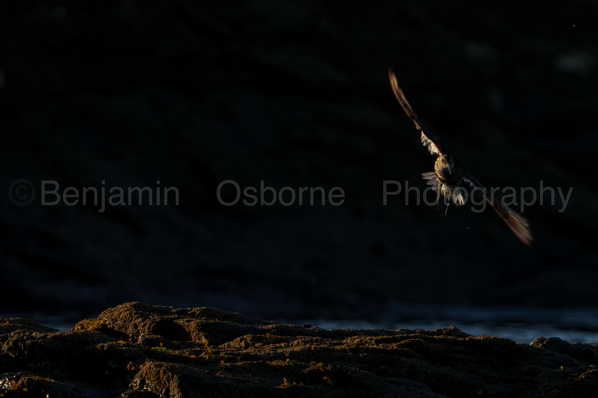 Dunlin 9