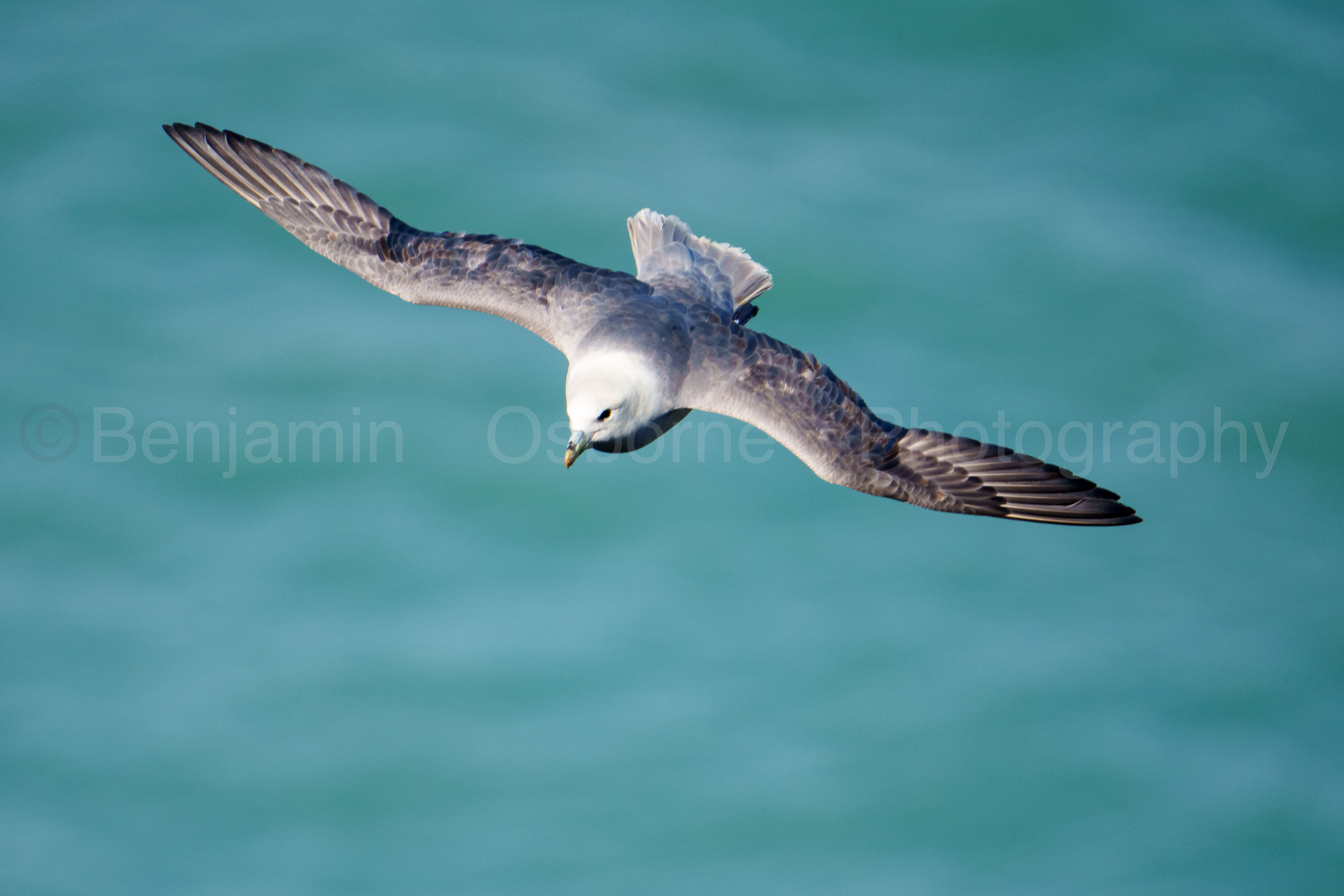 Fulmar 14