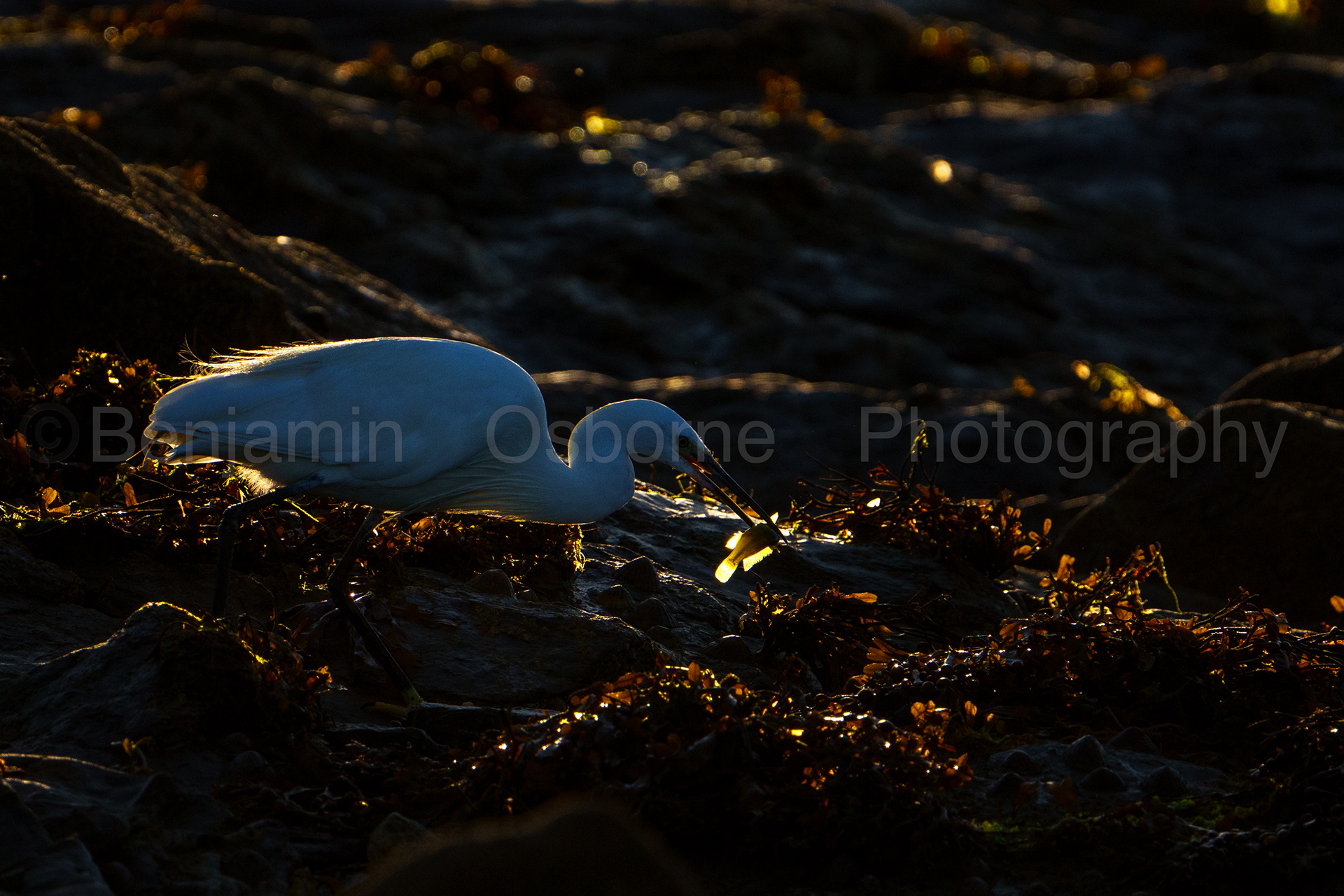 Little egret 4
