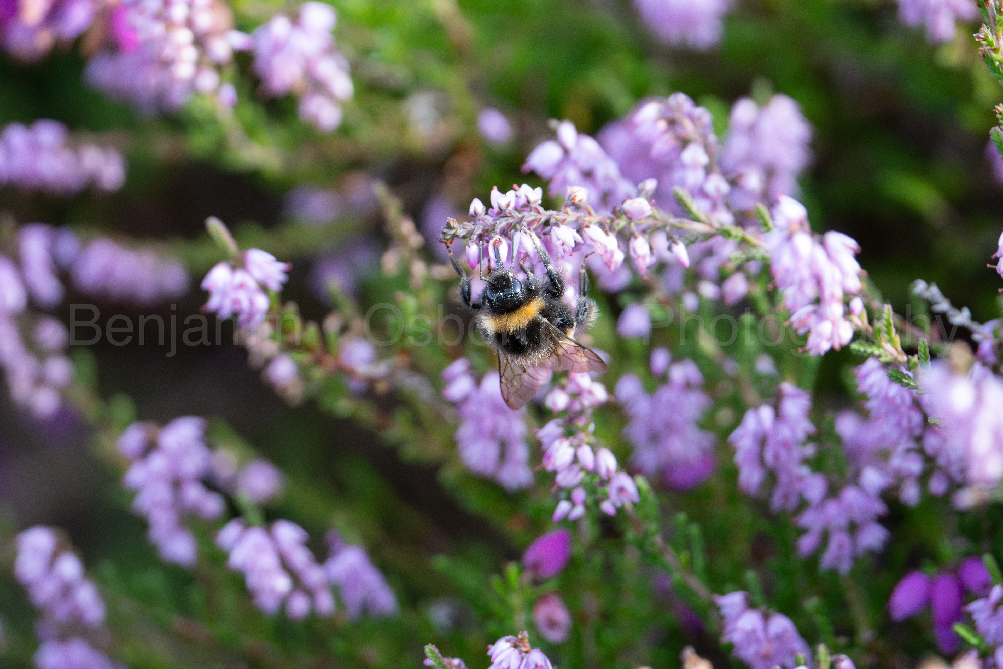White-tailed bumblebee