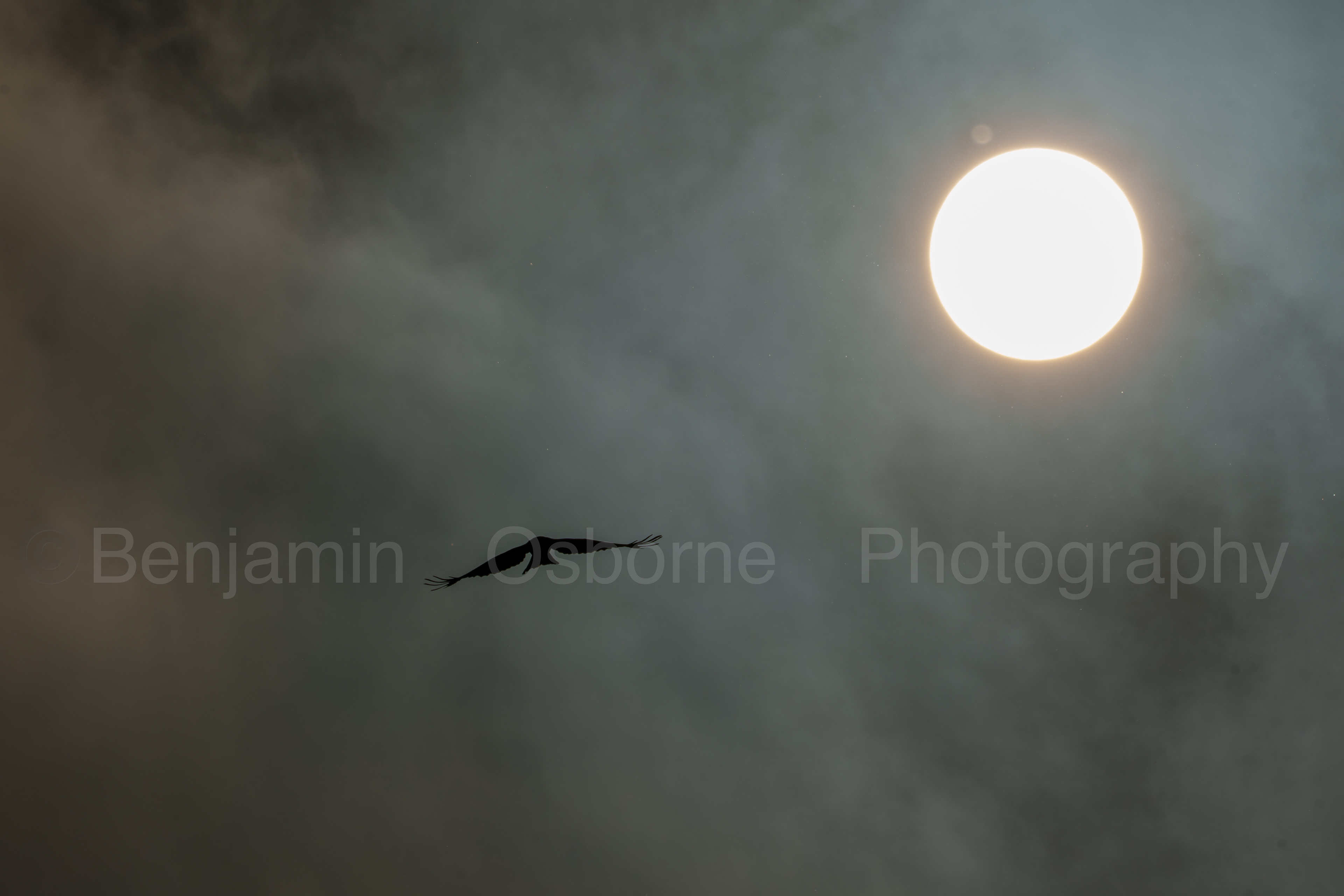 Red kite 2