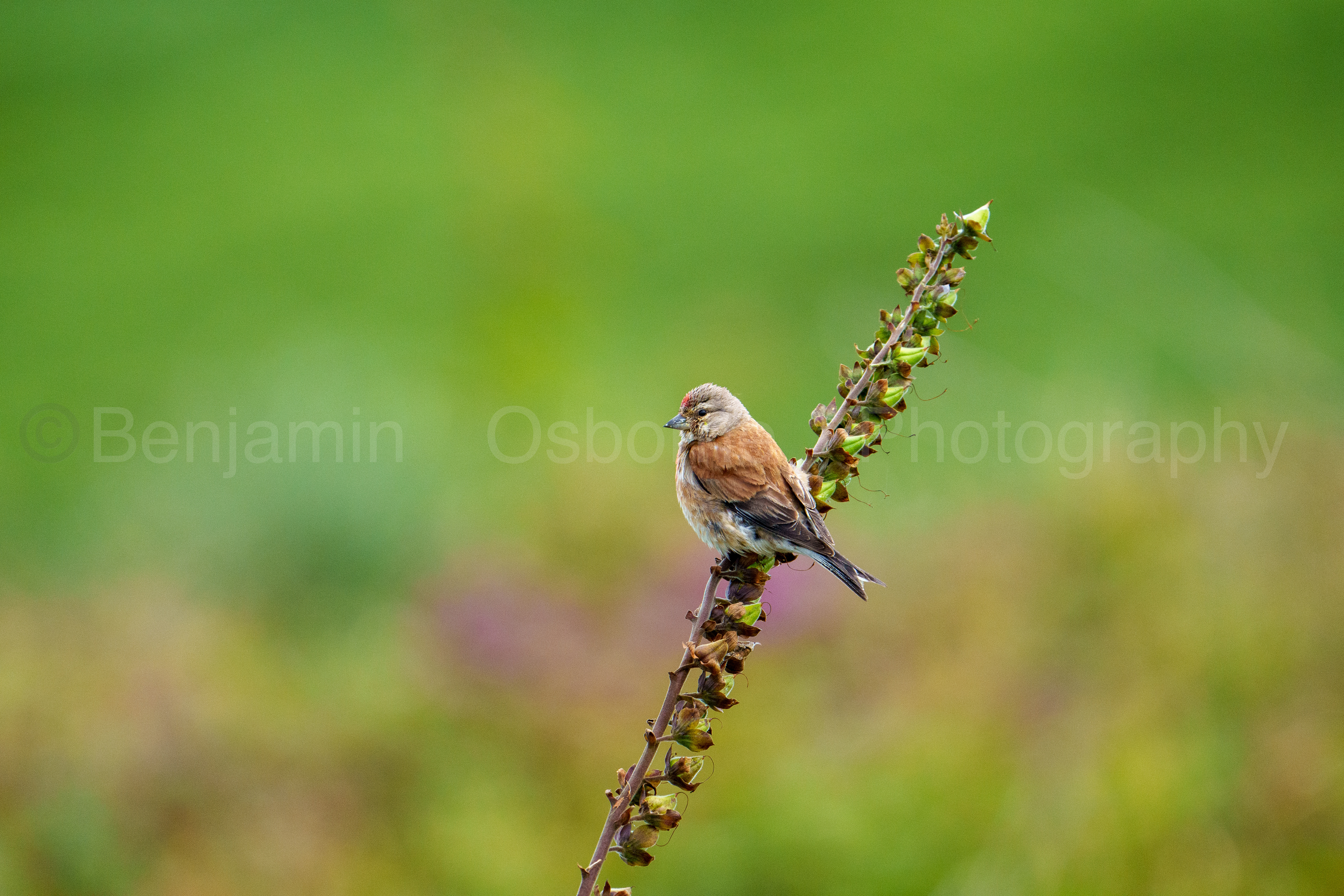 Linnet 3