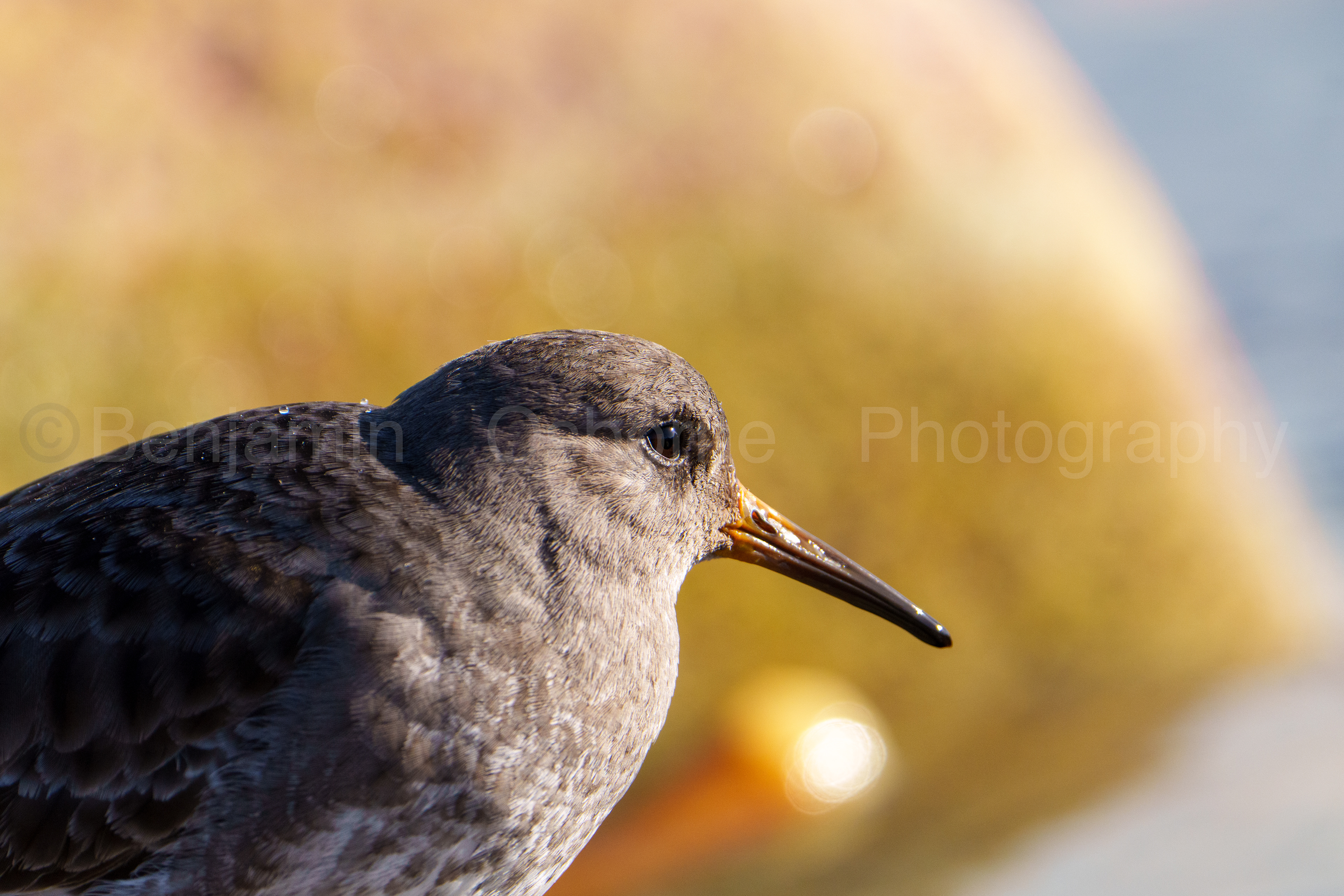 Purple sandpiper 3