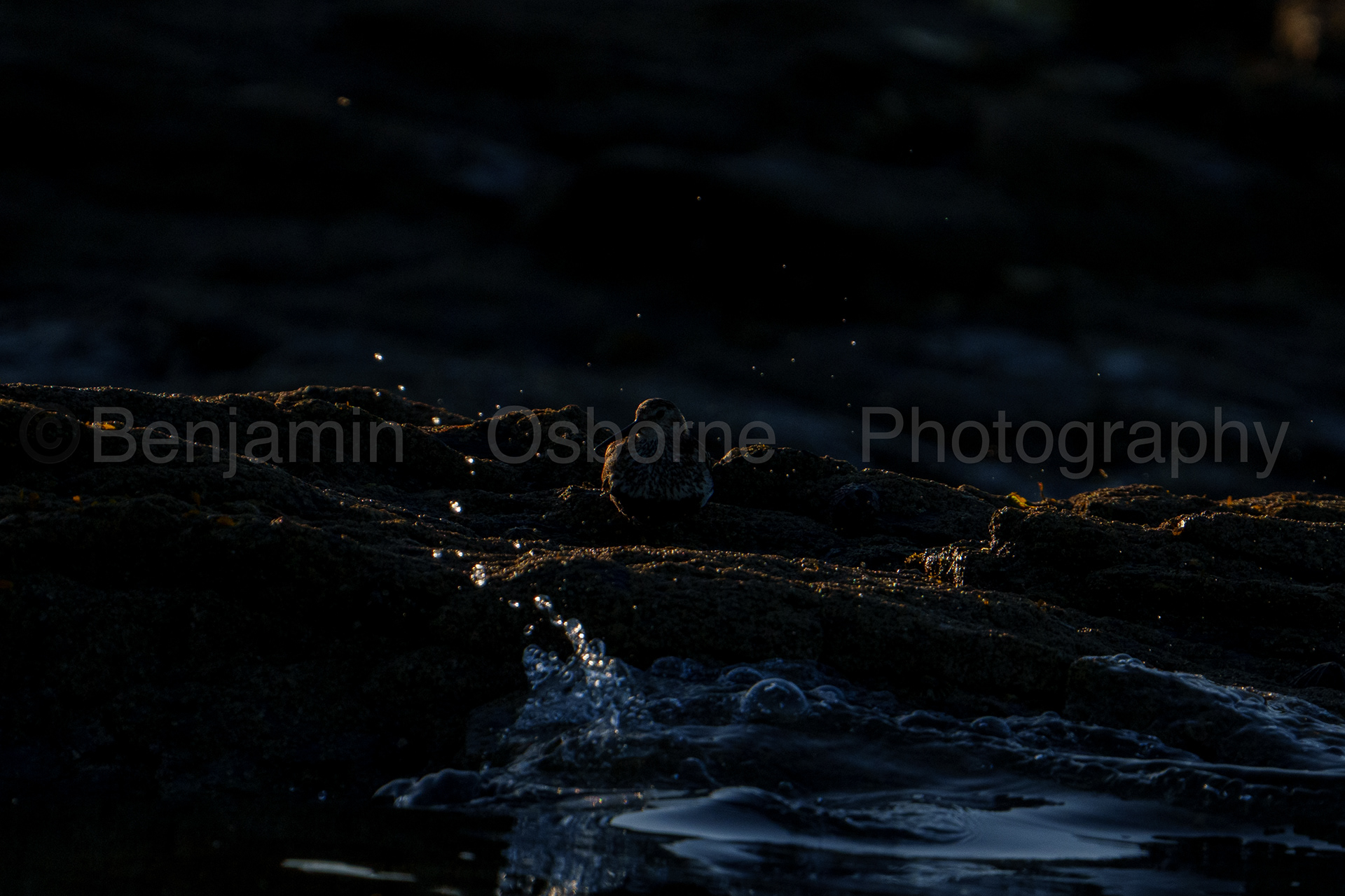 Dunlin 12