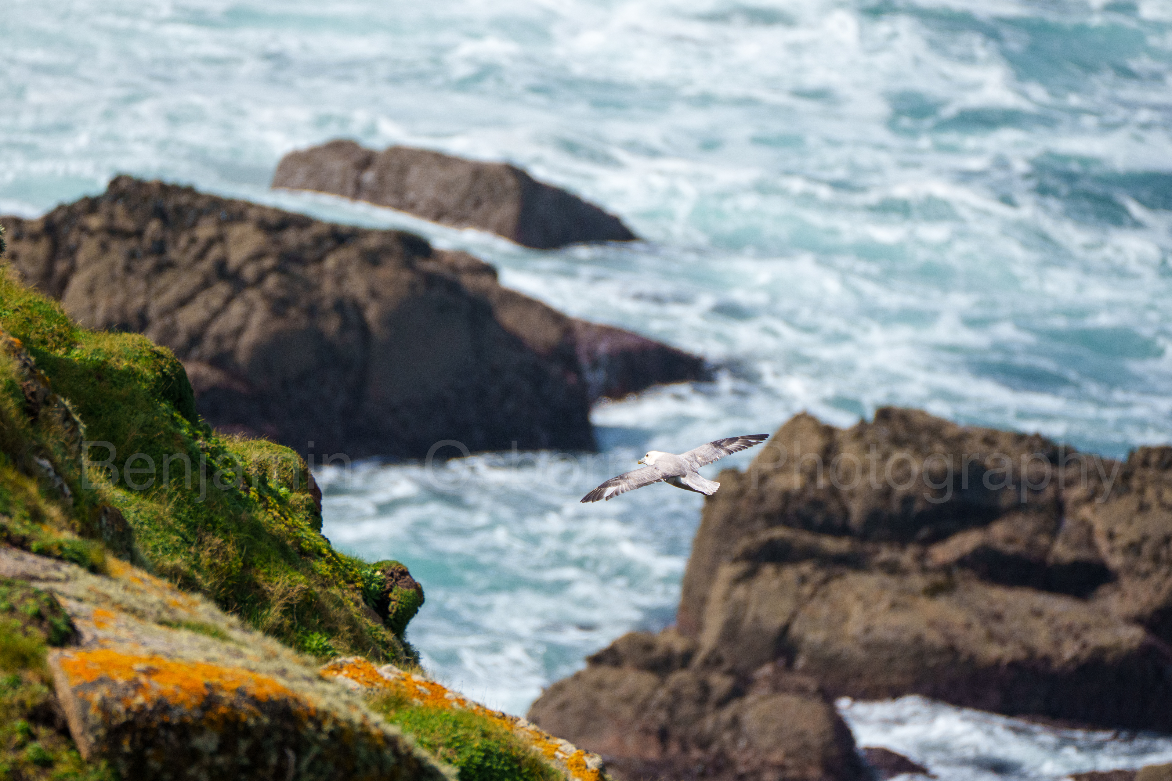 Fulmar 3