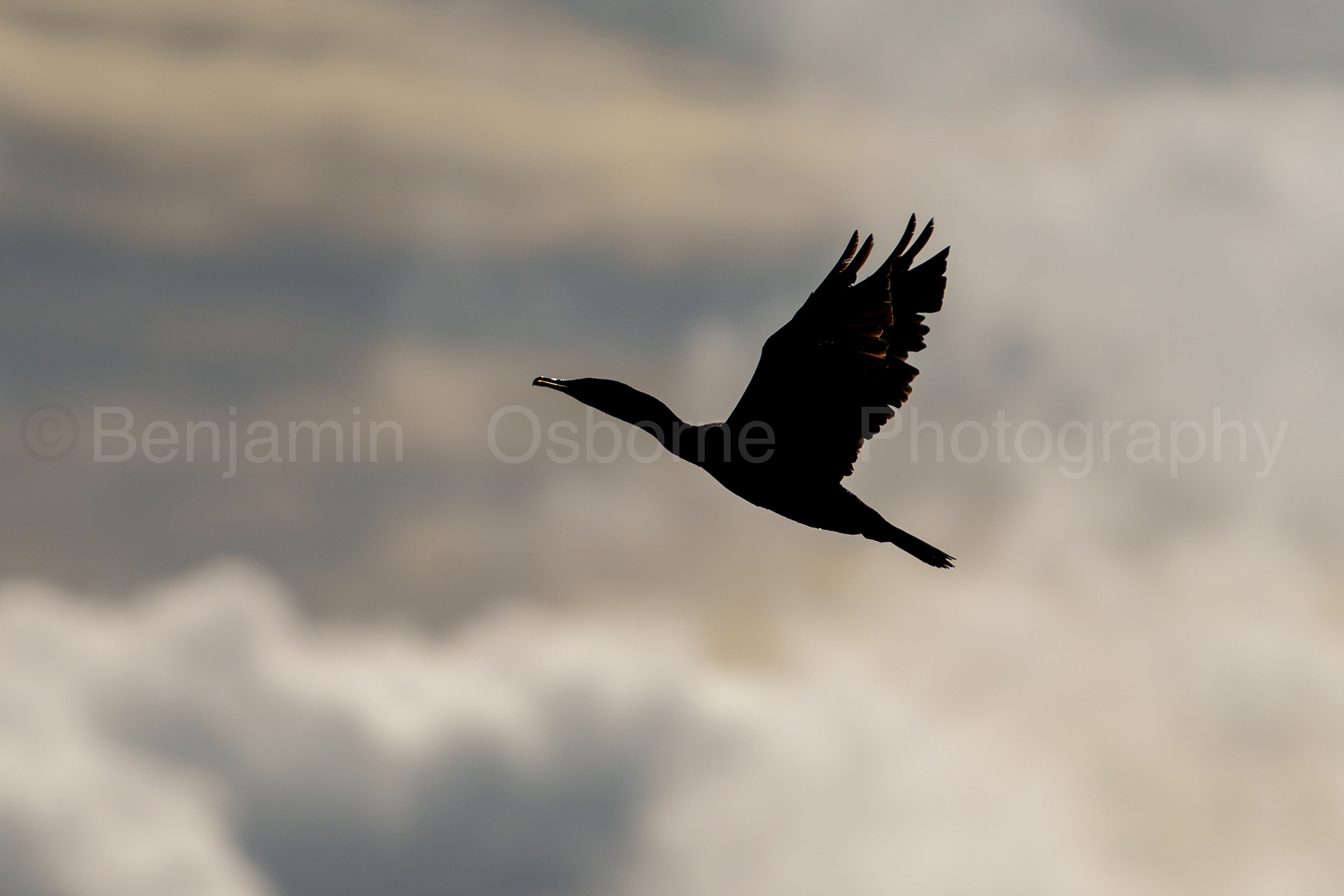 Cormorant