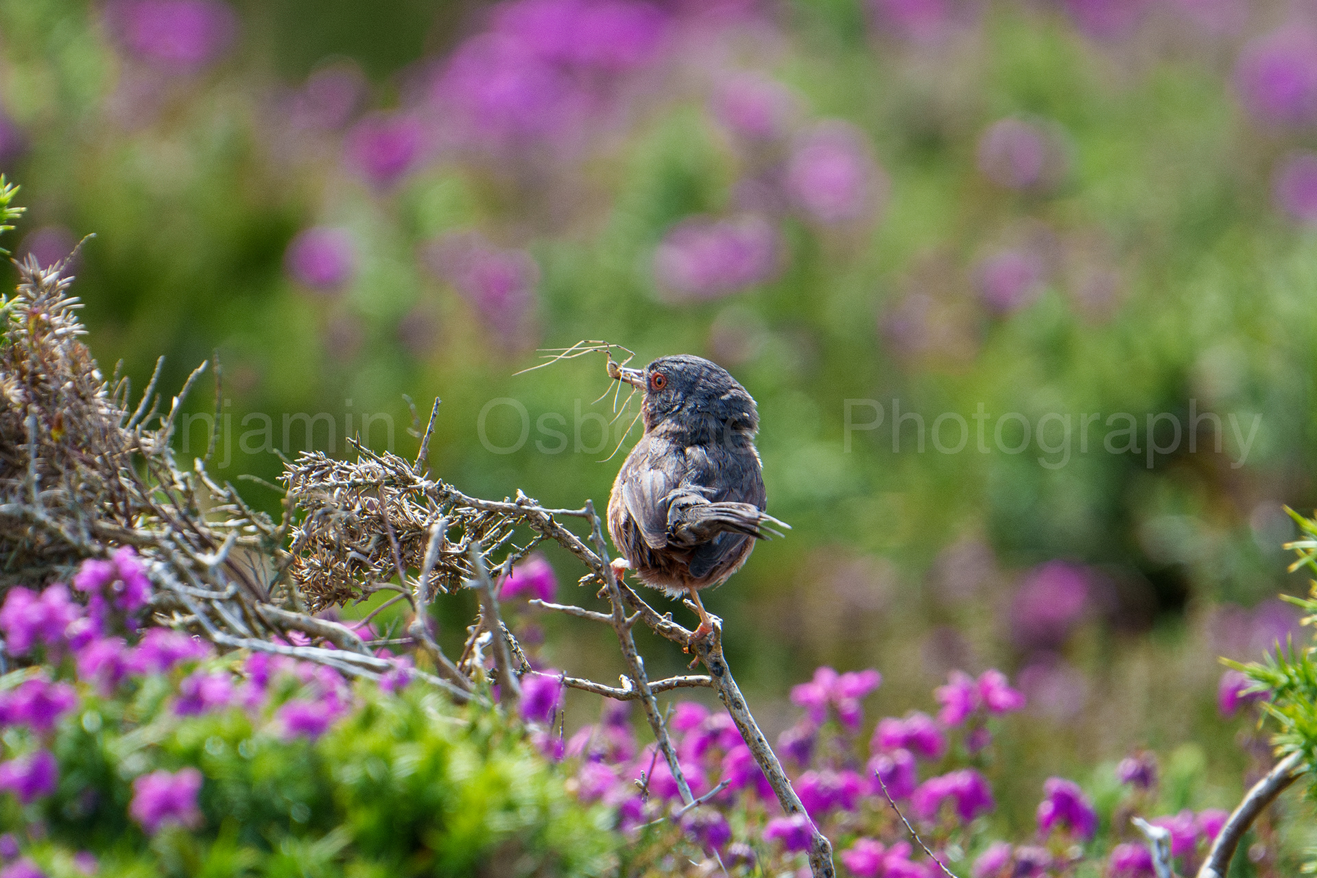 Dartford warbler