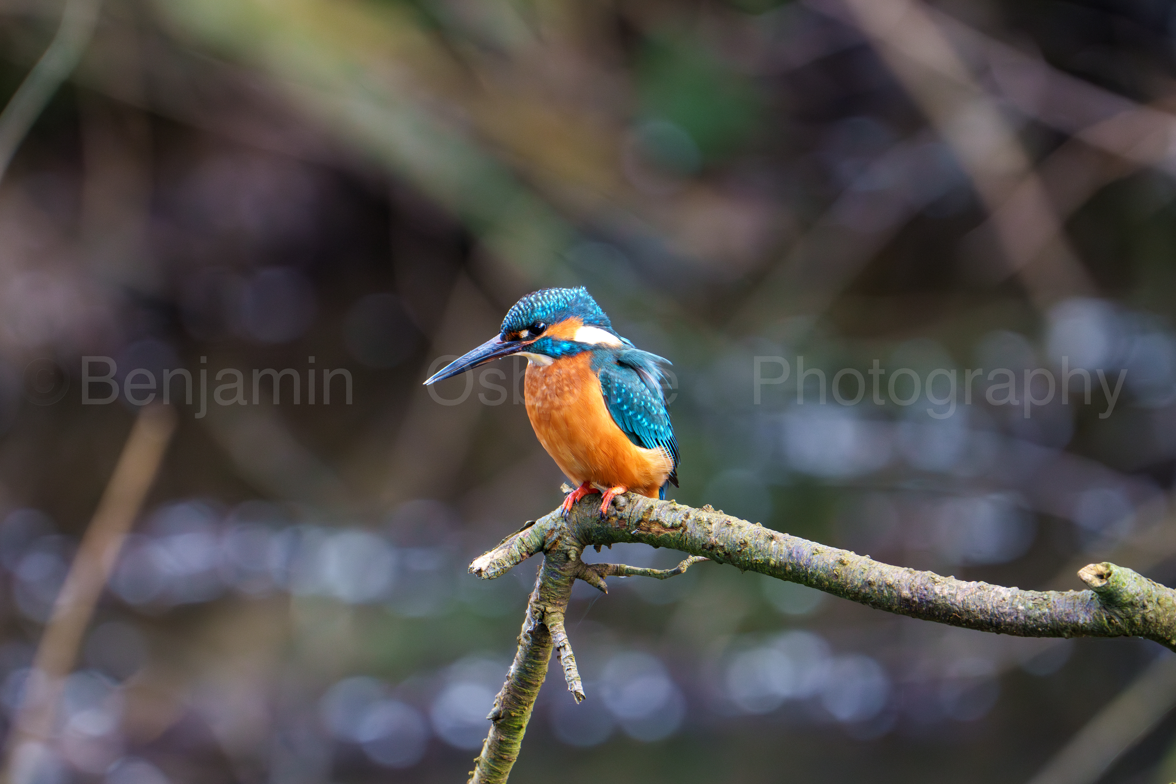 Kingfisher
