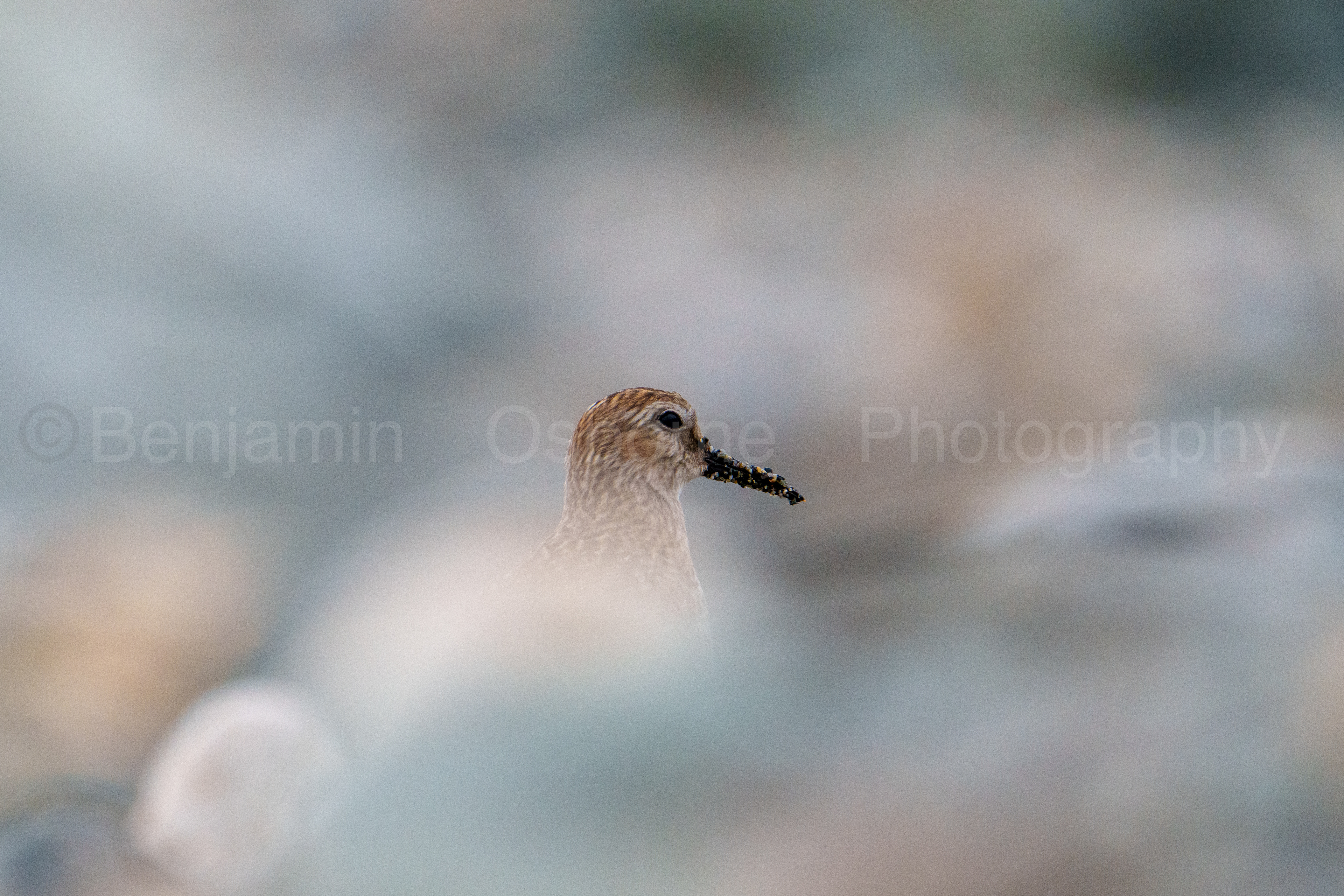 Dunlin 14