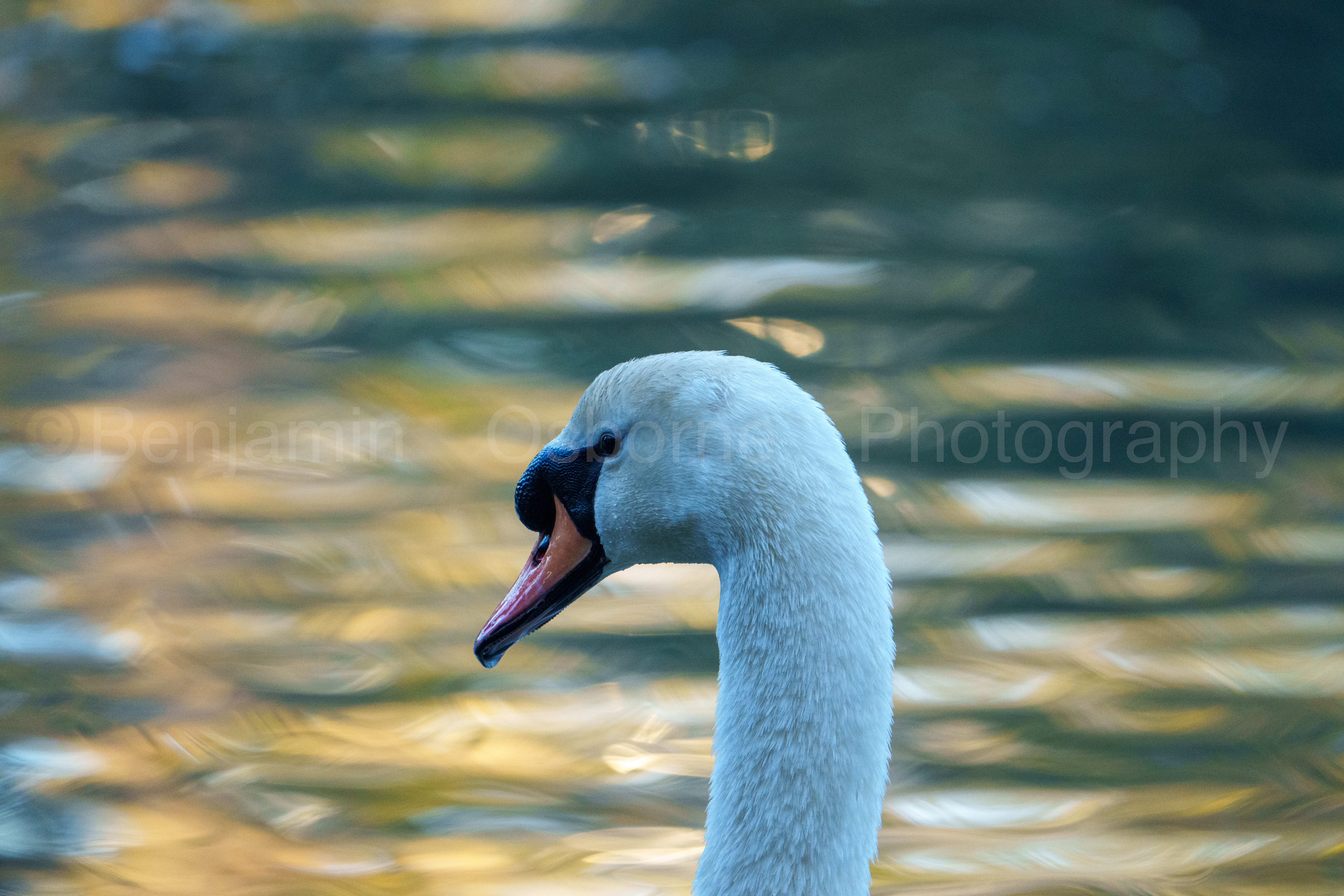 Mute swan 10