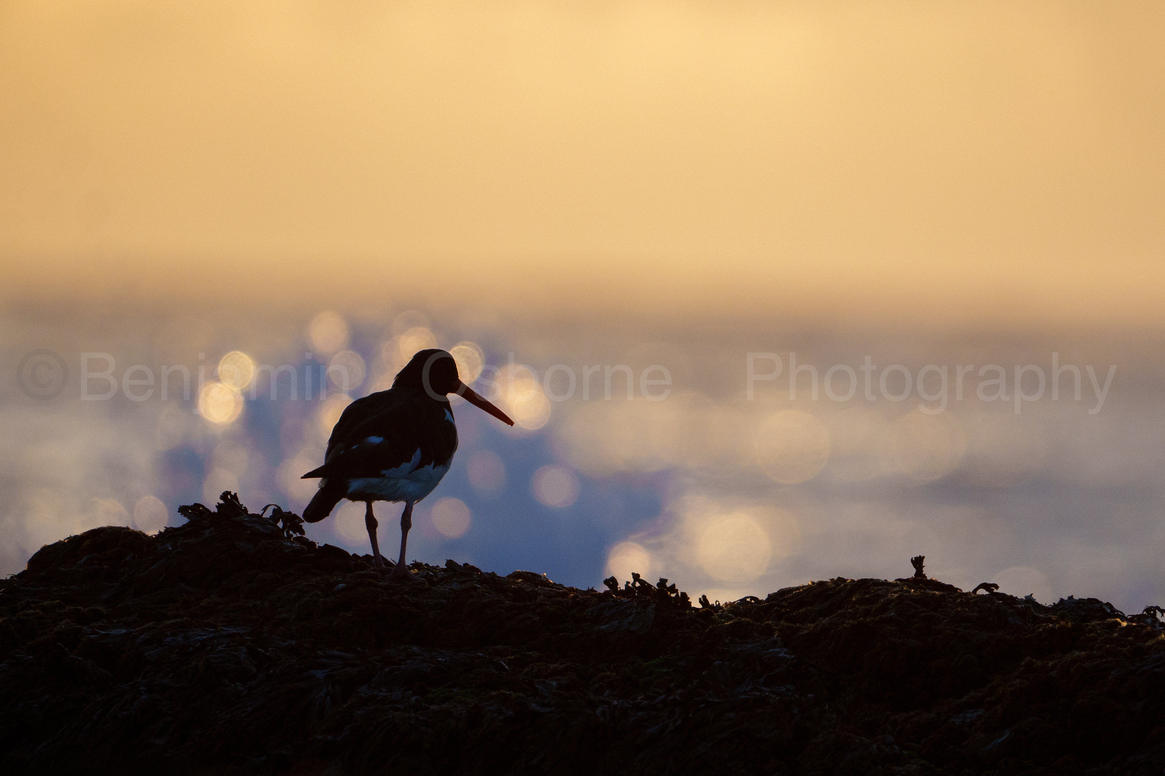 Oystercatcher 3