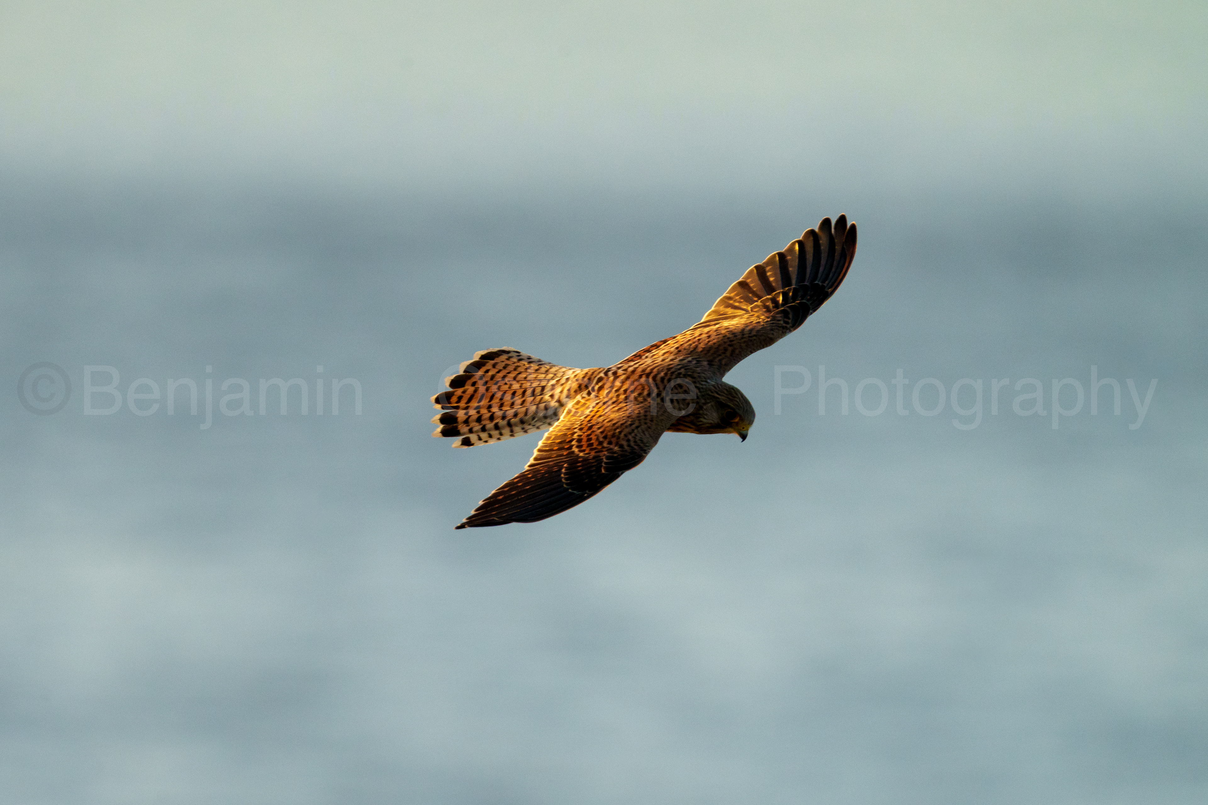 Kestrel 4