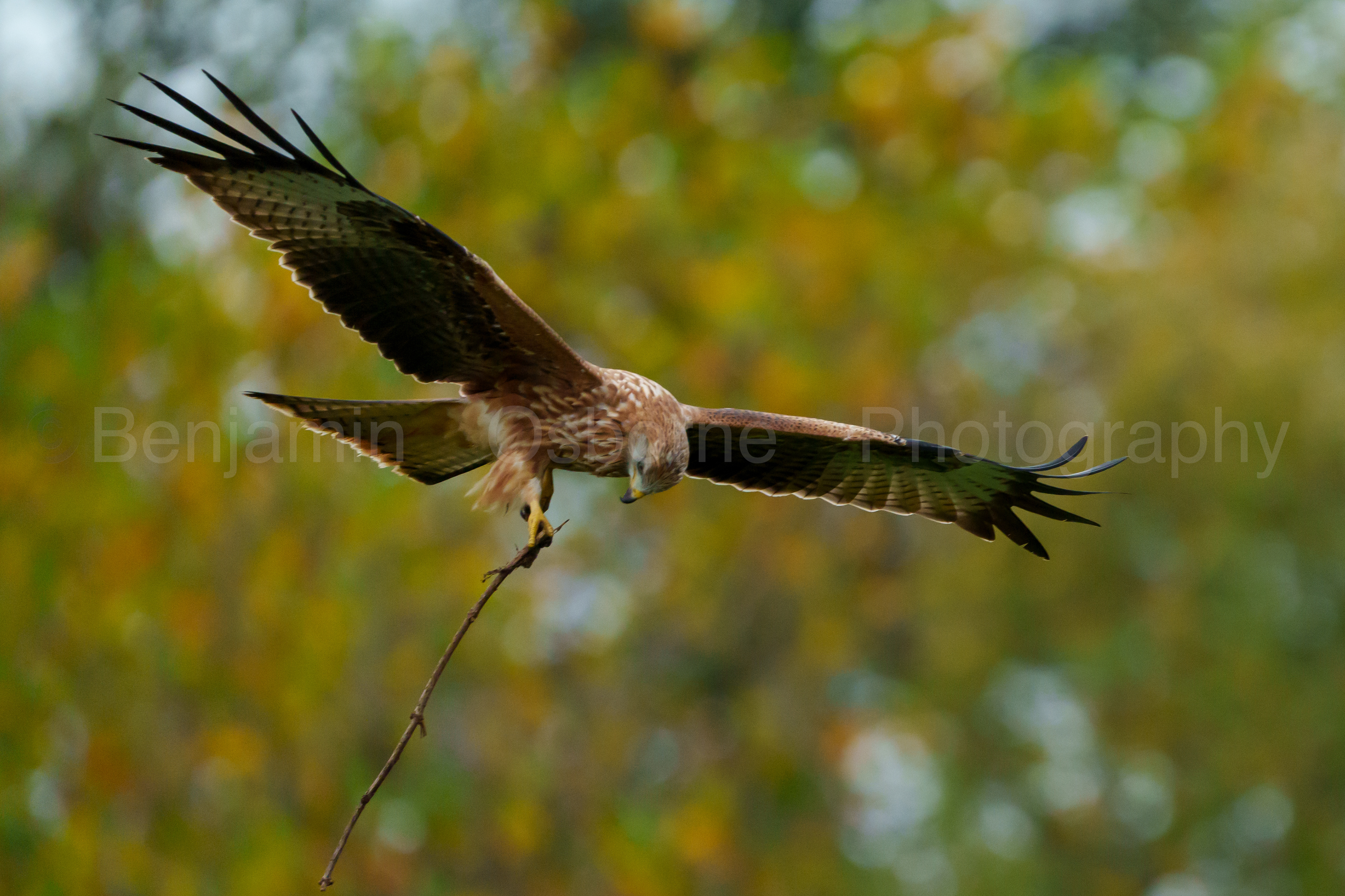 Red kite 5