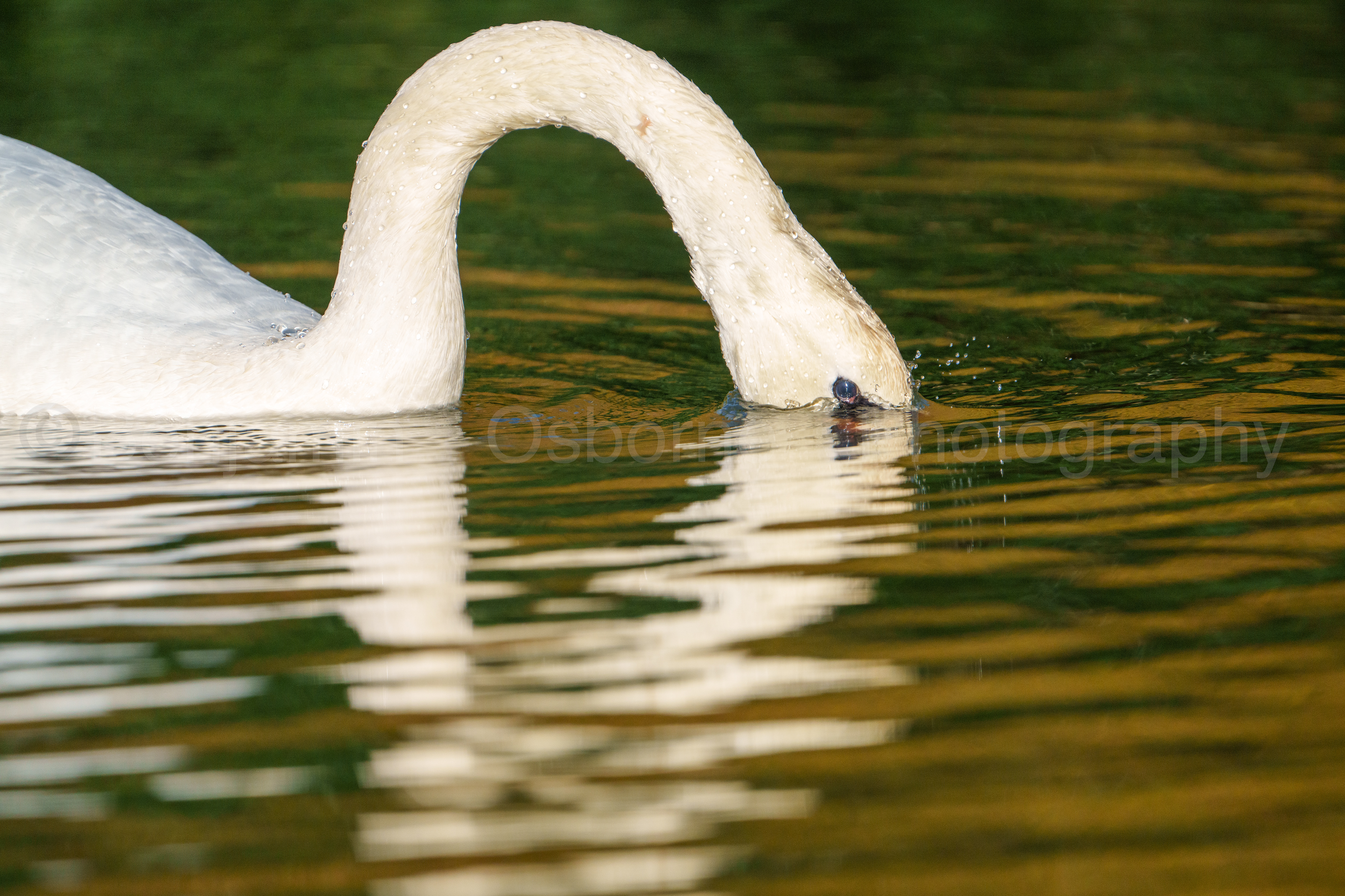Mute swan 8