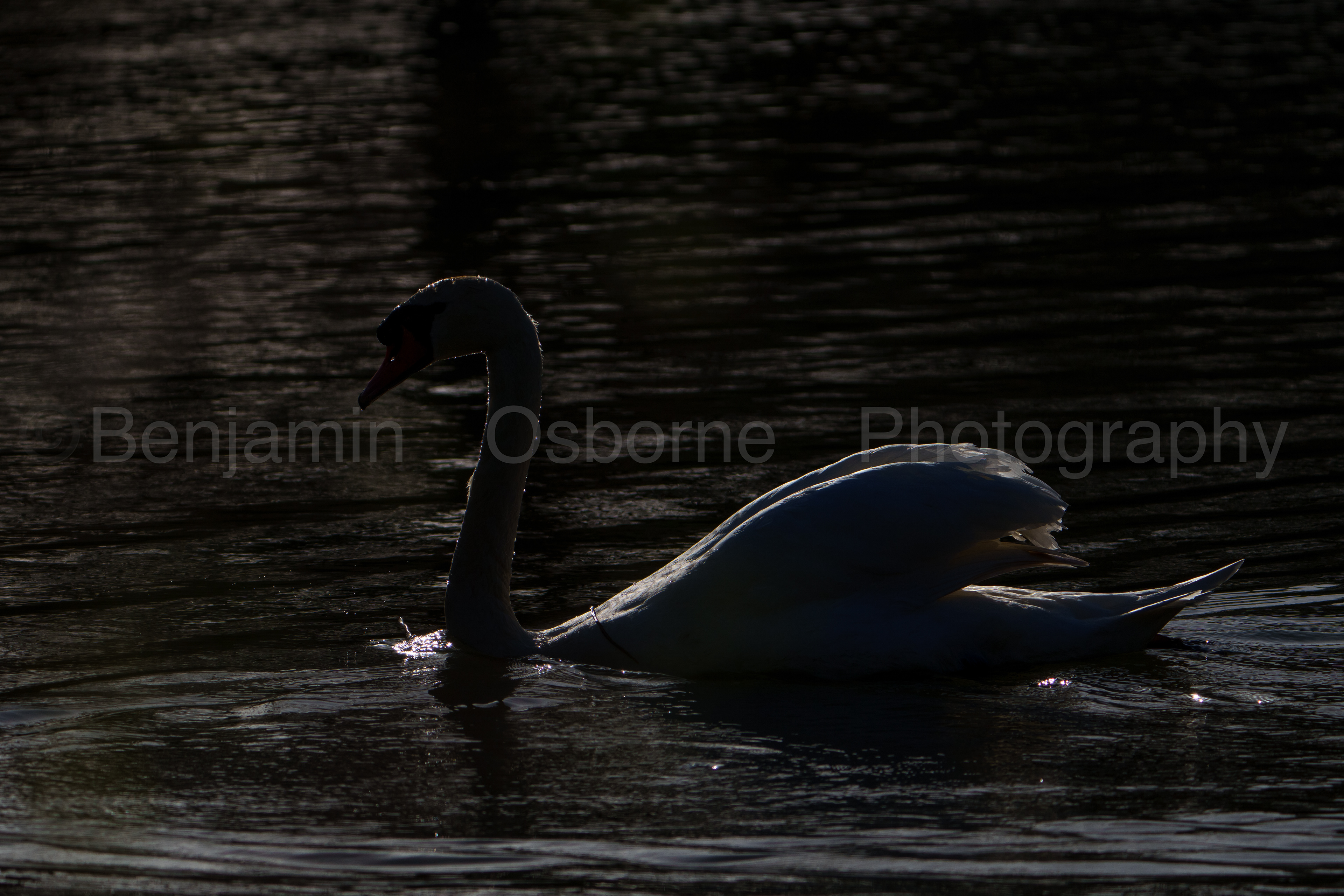 Mute swan 7