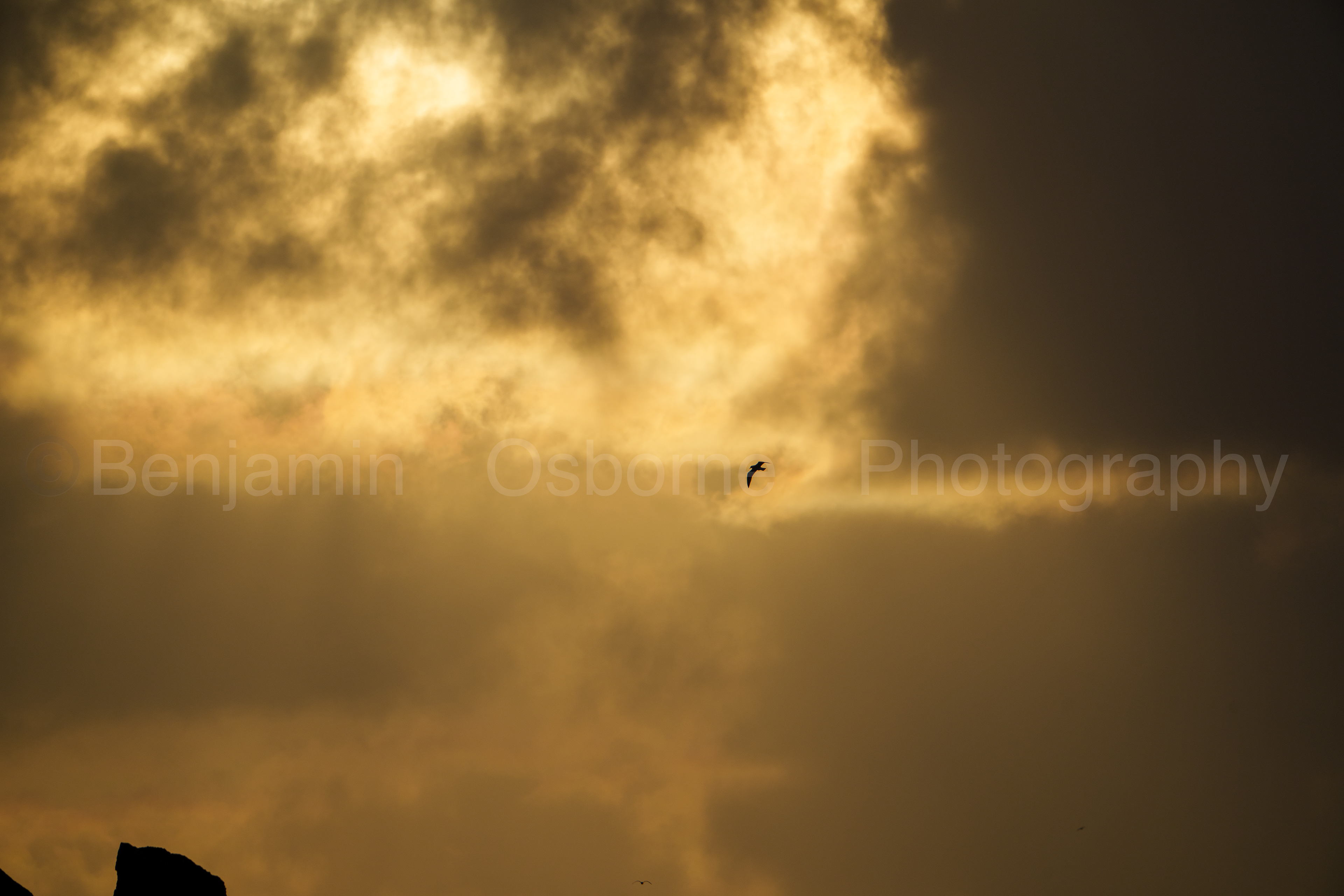 Herring gull 2