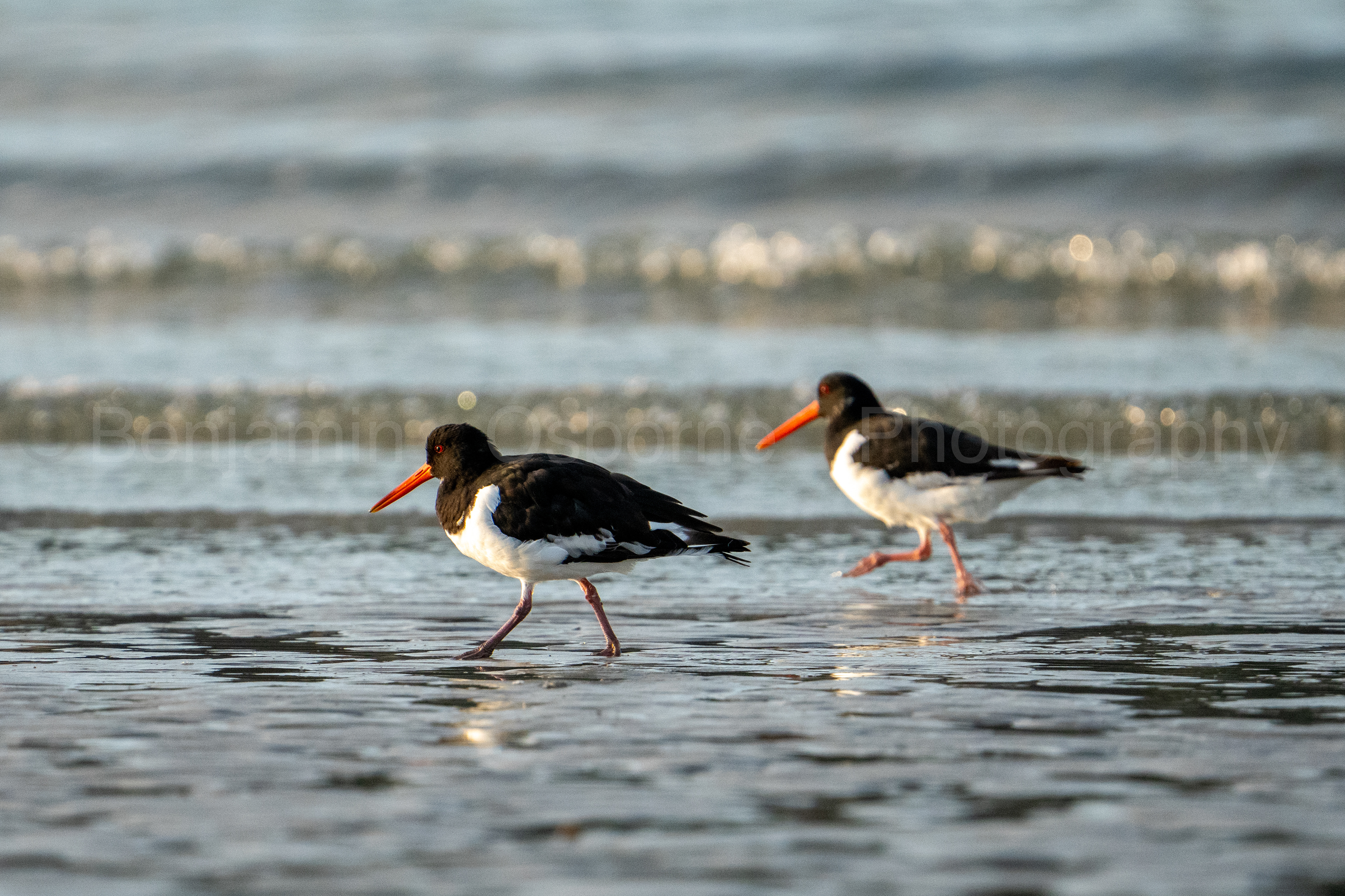 Oystercatcher 2