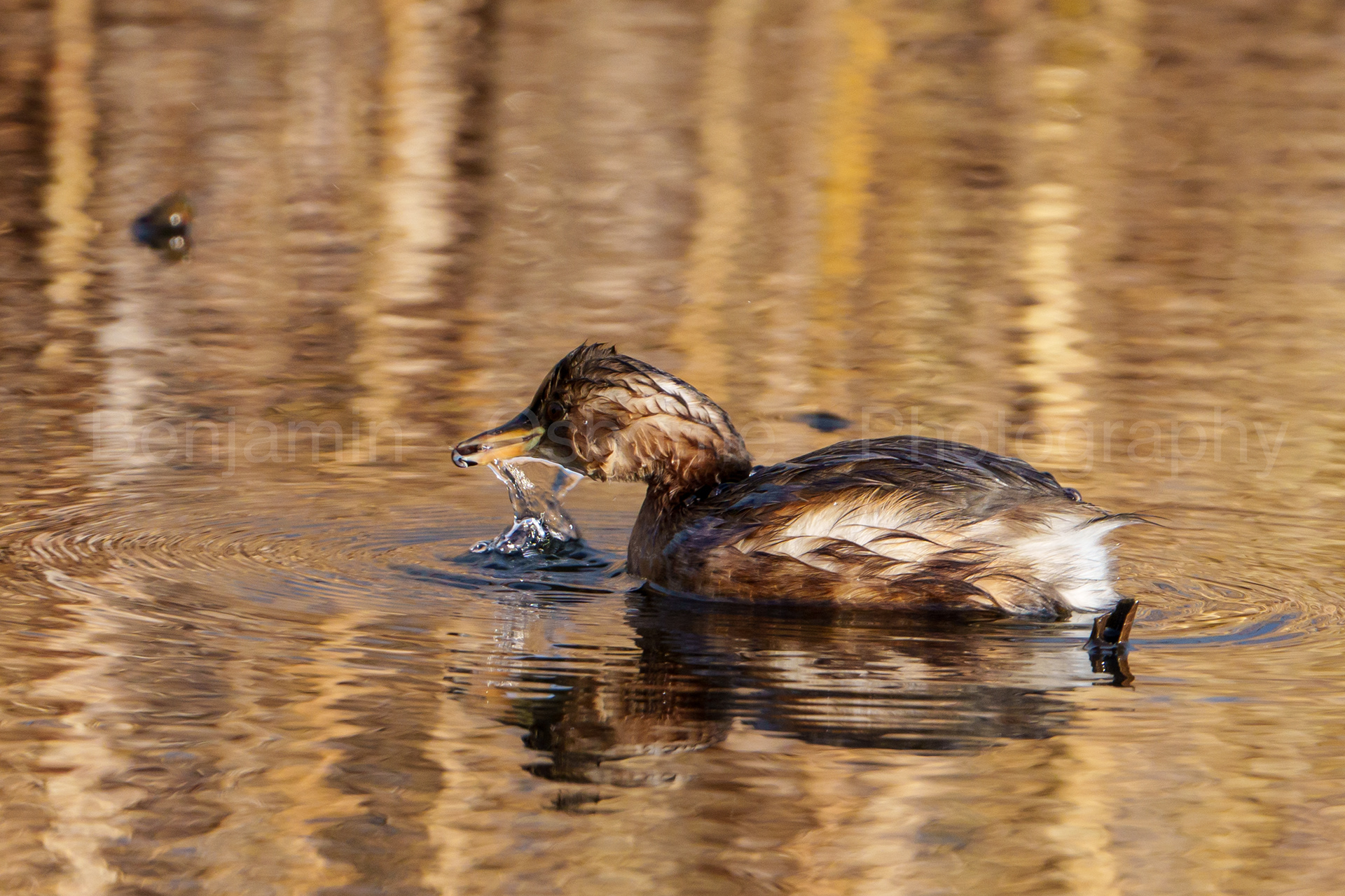 Little grebe