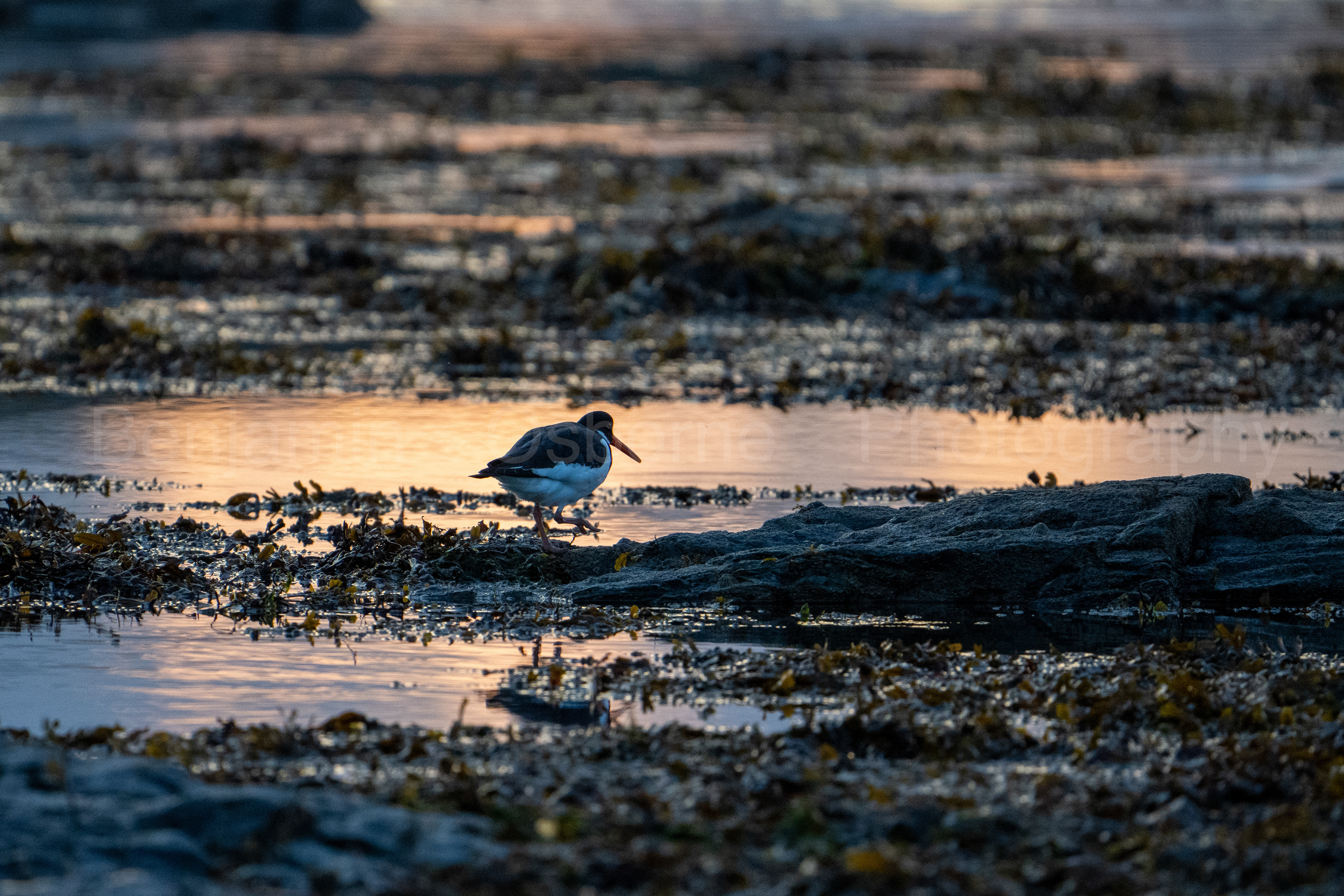 Oystercatcher 5
