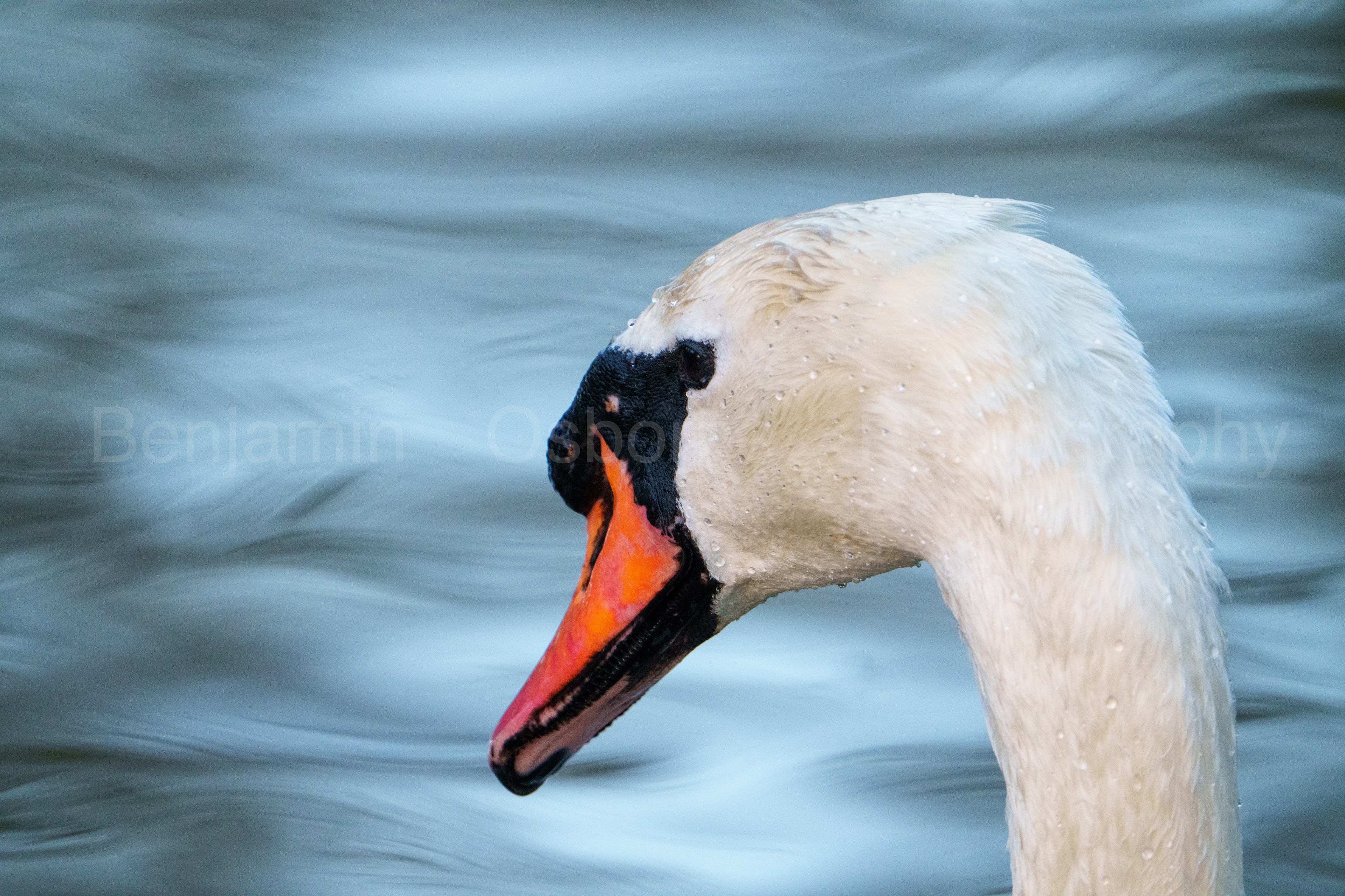Mute swan 9