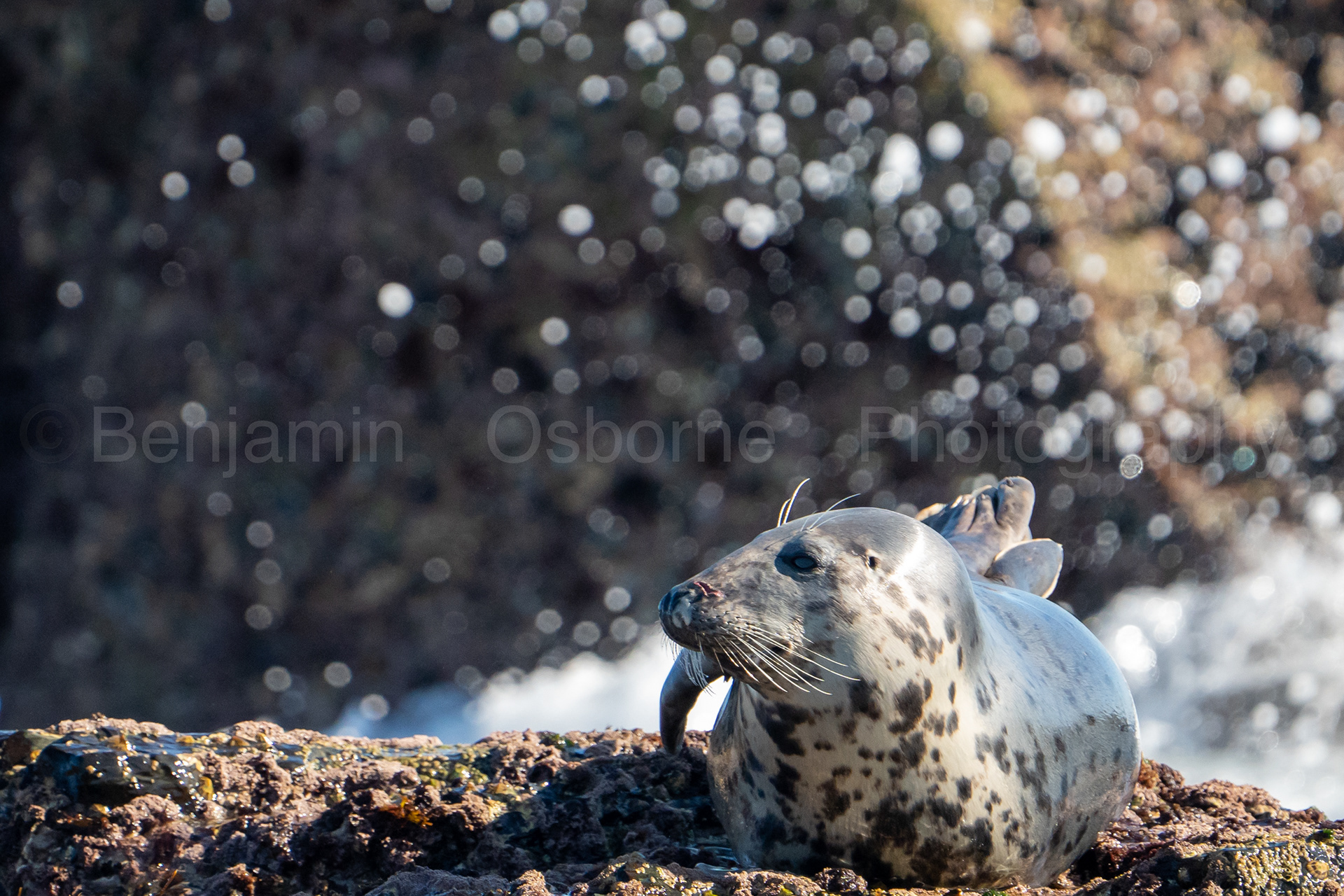 Grey seal