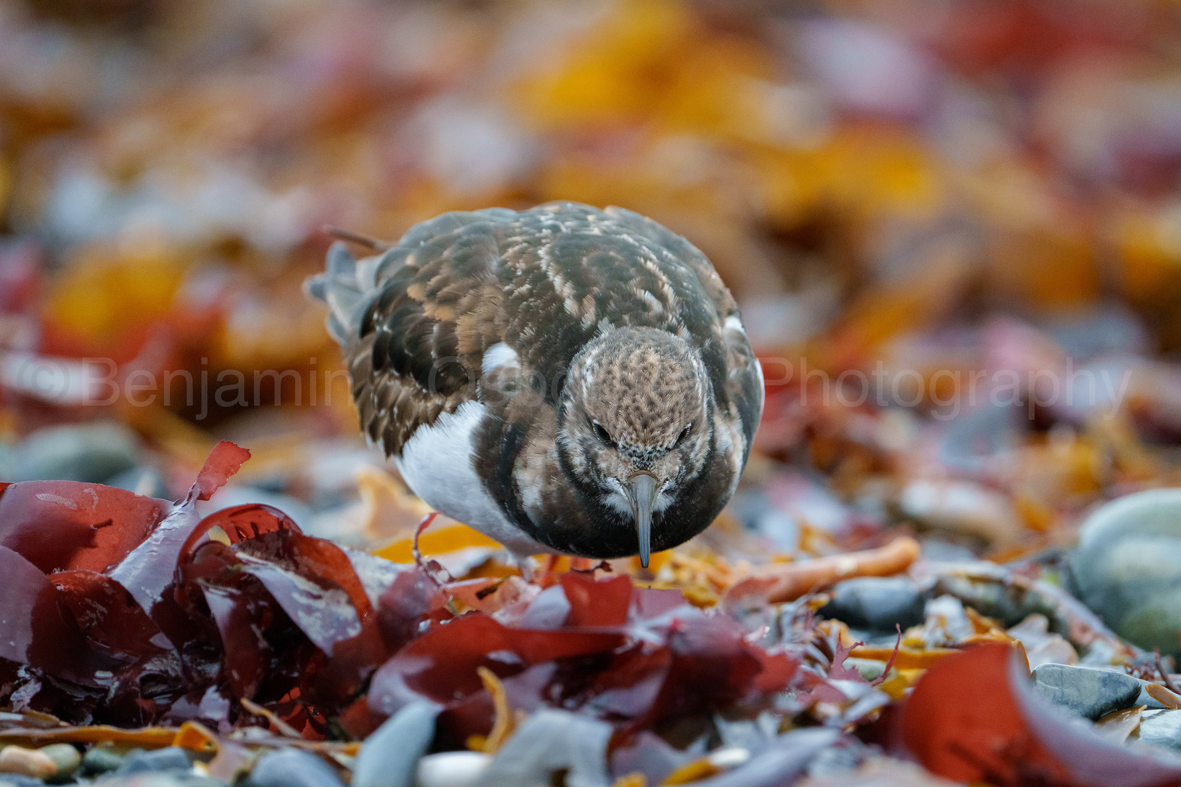 Turnstone 4