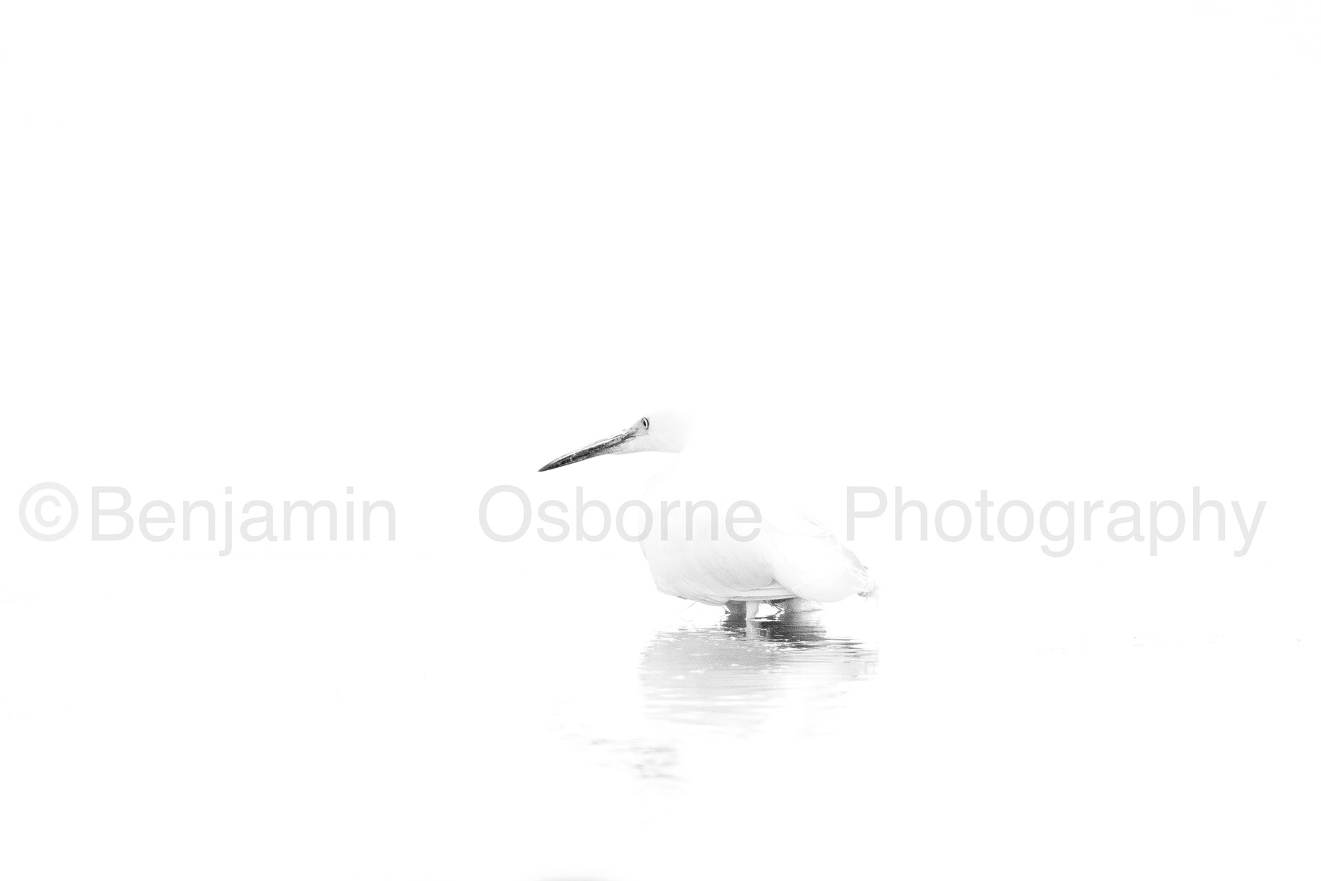 Little egret 3
