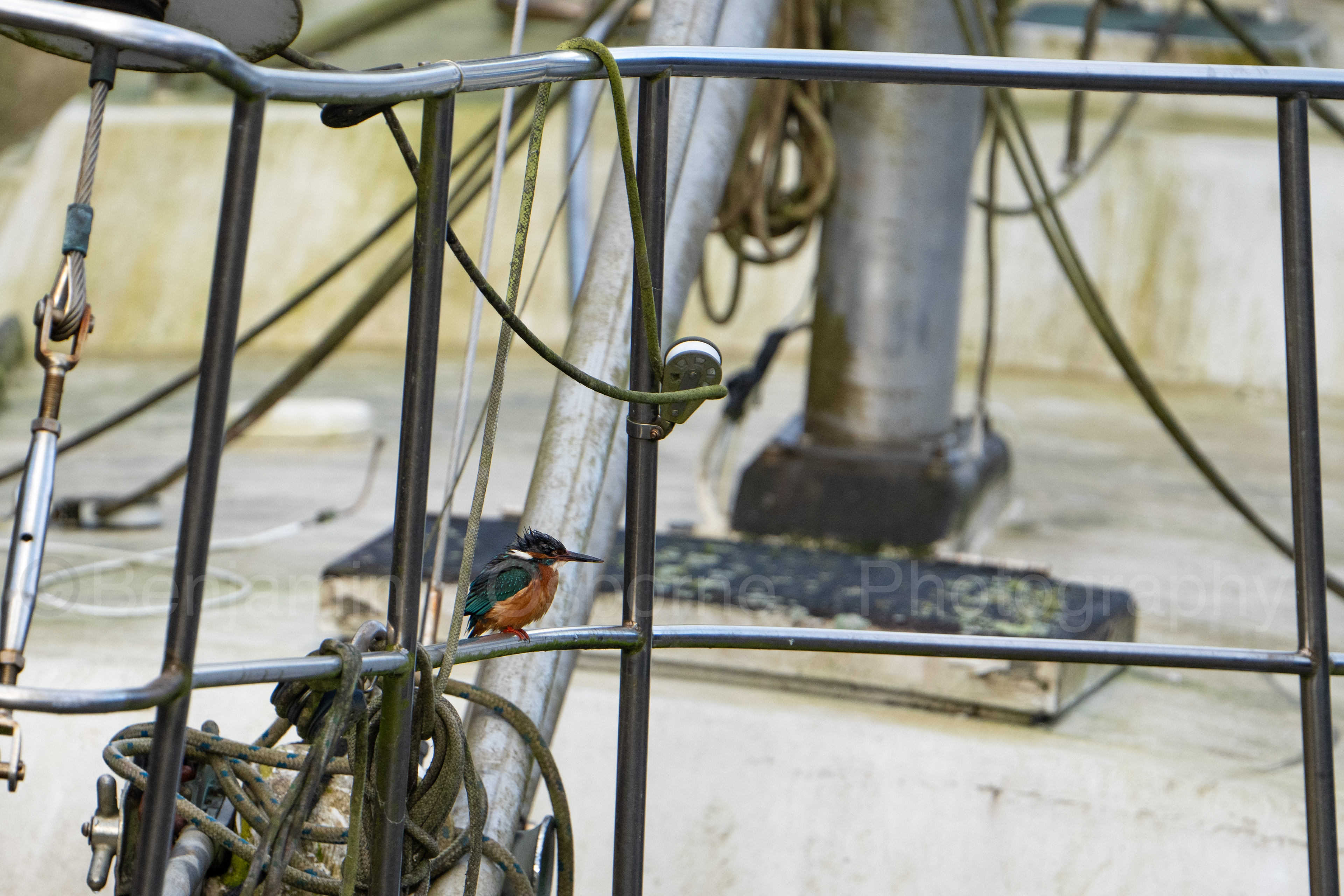 Kingfisher 2