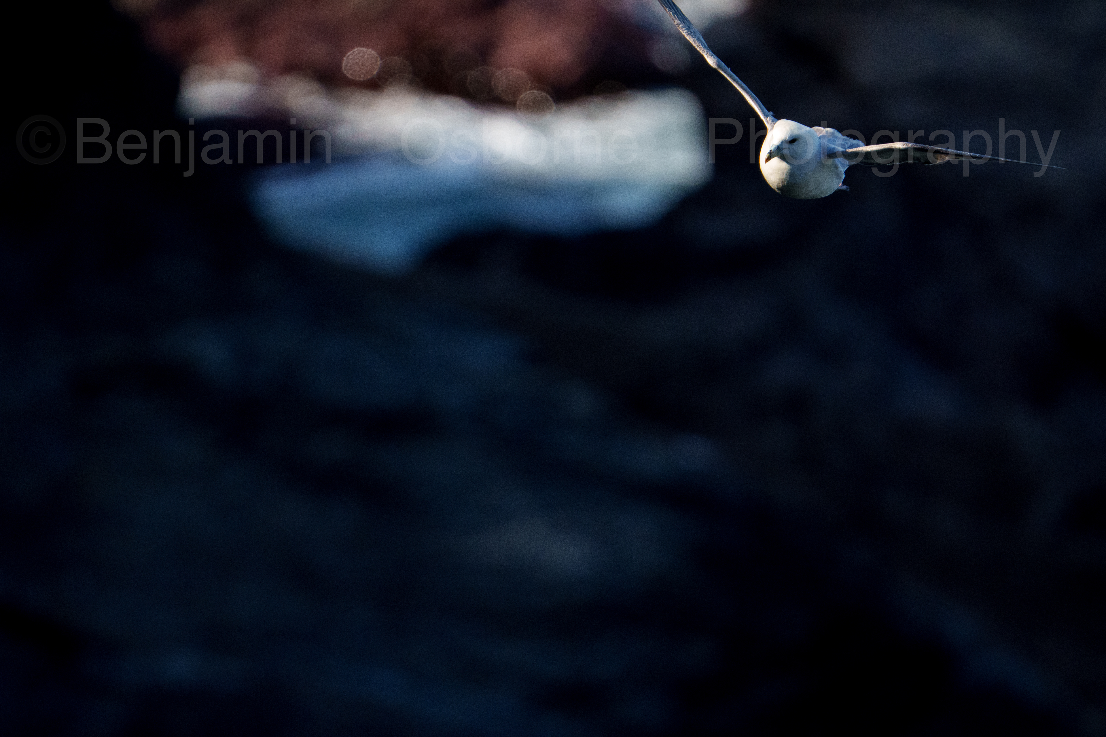 Fulmar 12