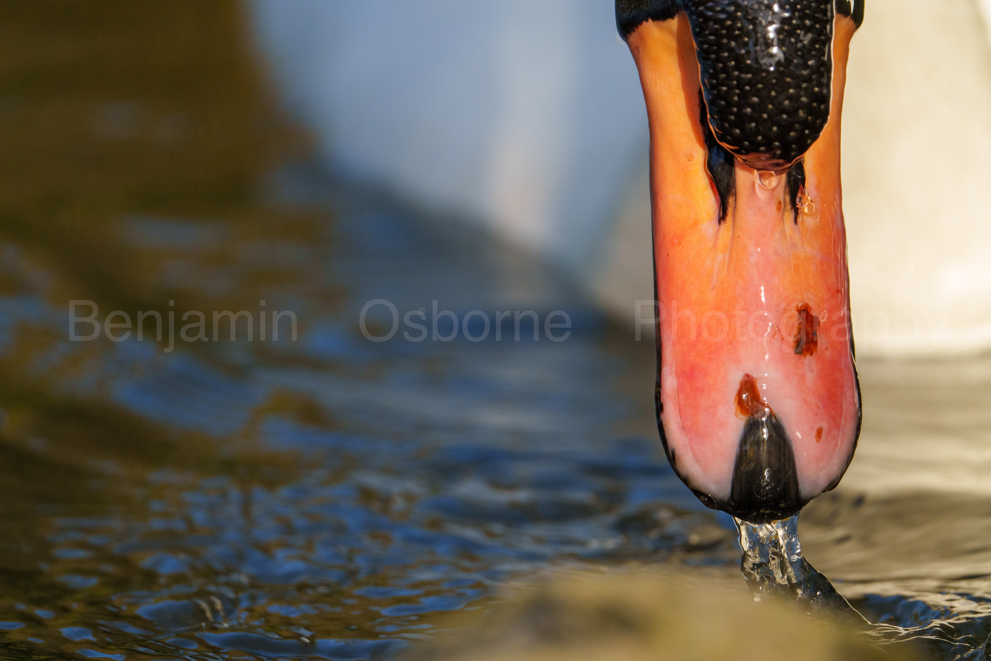 Mute swan 6