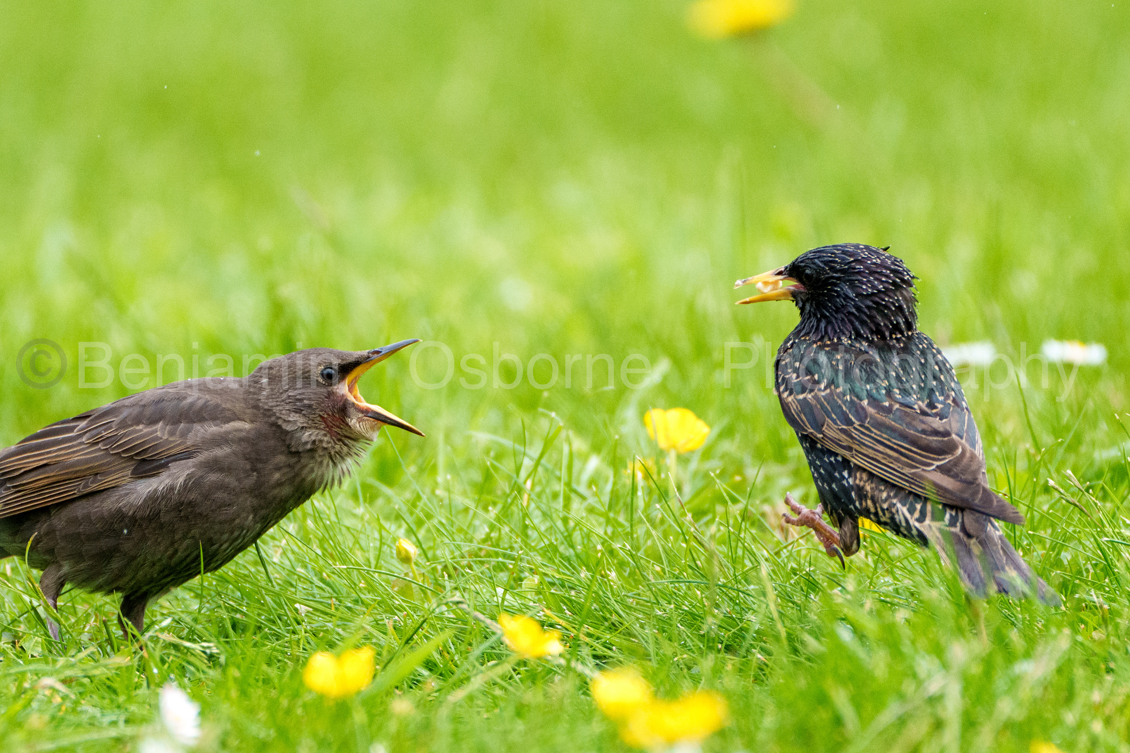 Starling